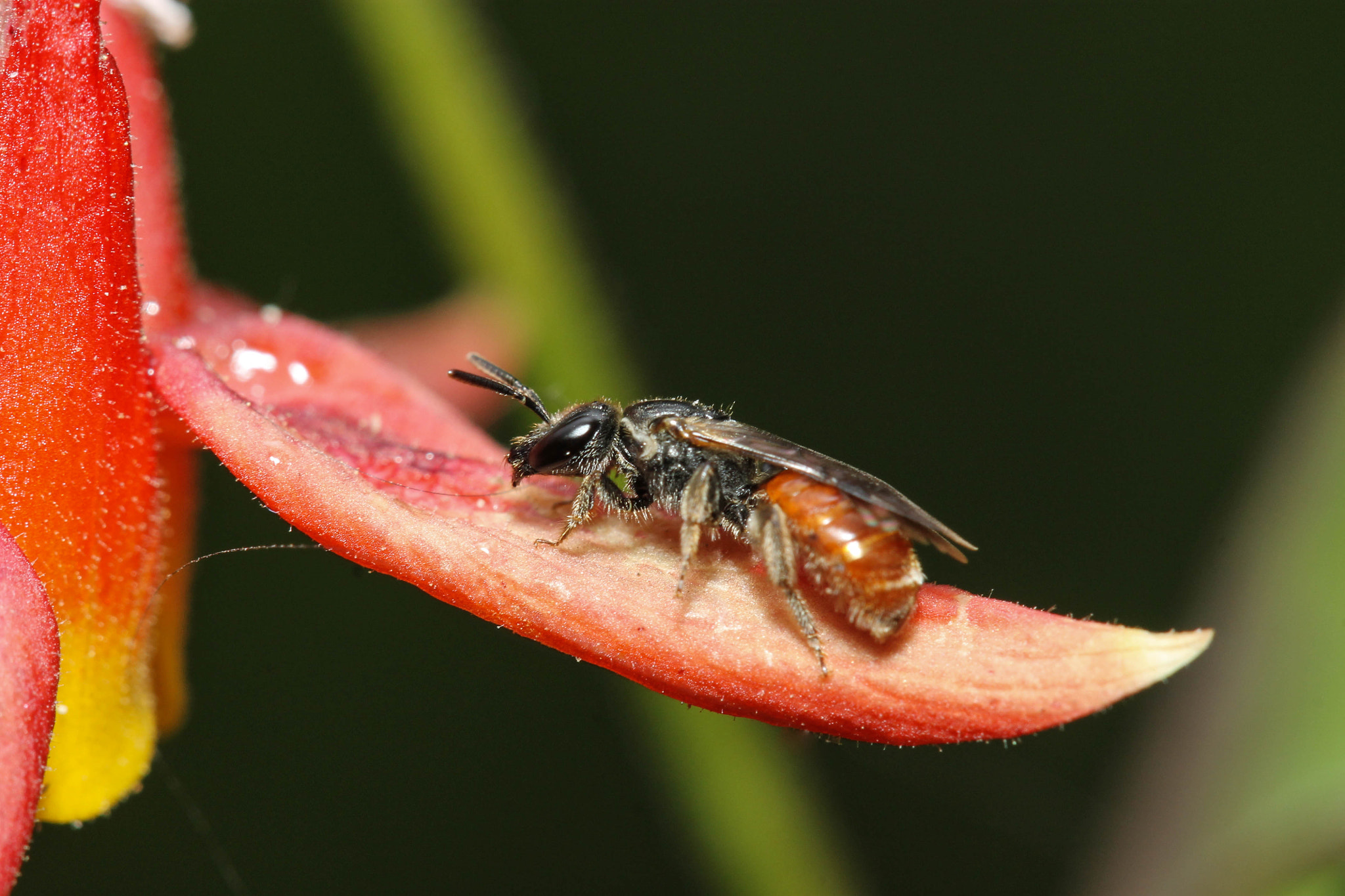 Canon EF 100mm F2.8 Macro USM sample photo. Sphecodes photography