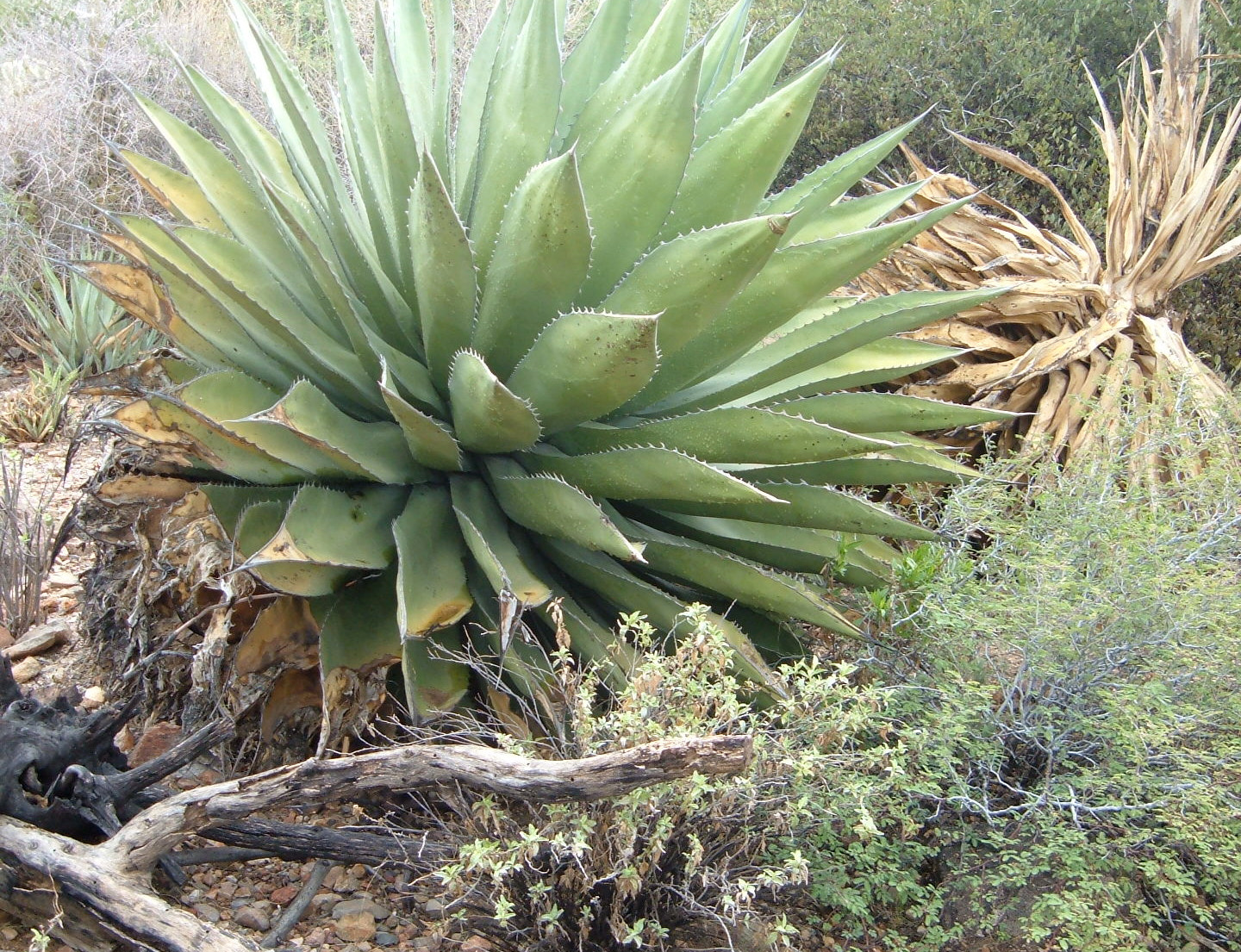 Fujifilm FinePix A340 sample photo. Desert textures photography