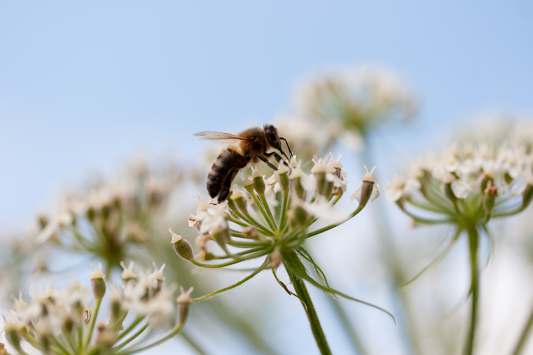 Canon EF-S 60mm F2.8 Macro USM sample photo. Abella photography