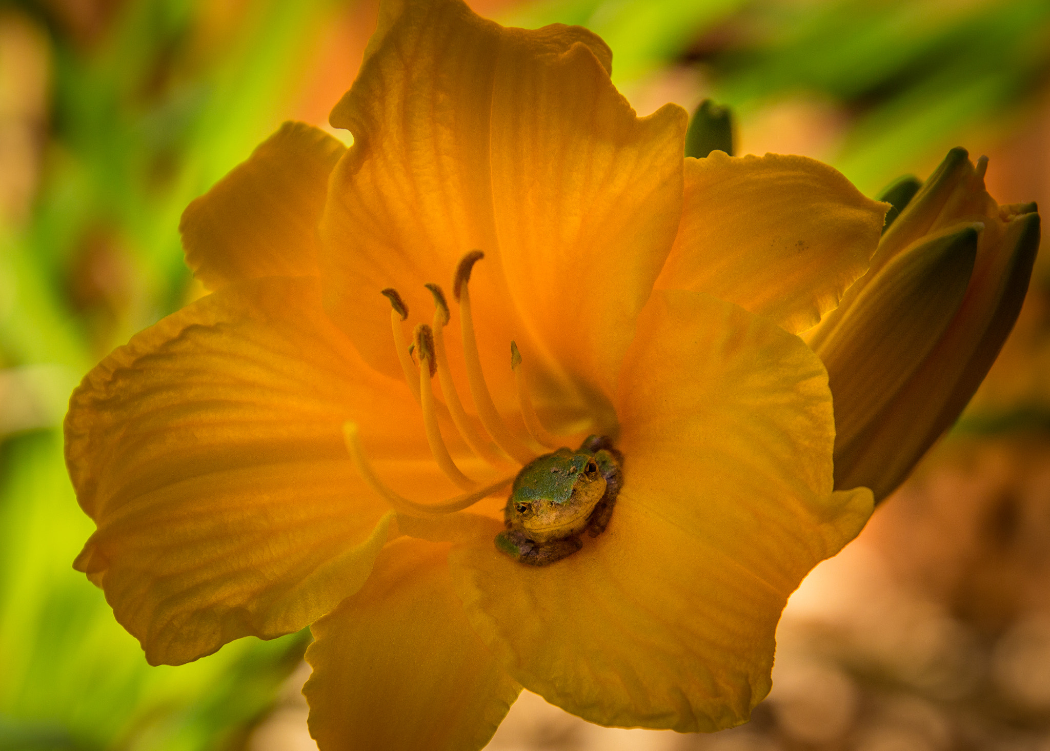 Canon EOS 100D (EOS Rebel SL1 / EOS Kiss X7) sample photo. Frog in a lilly photography