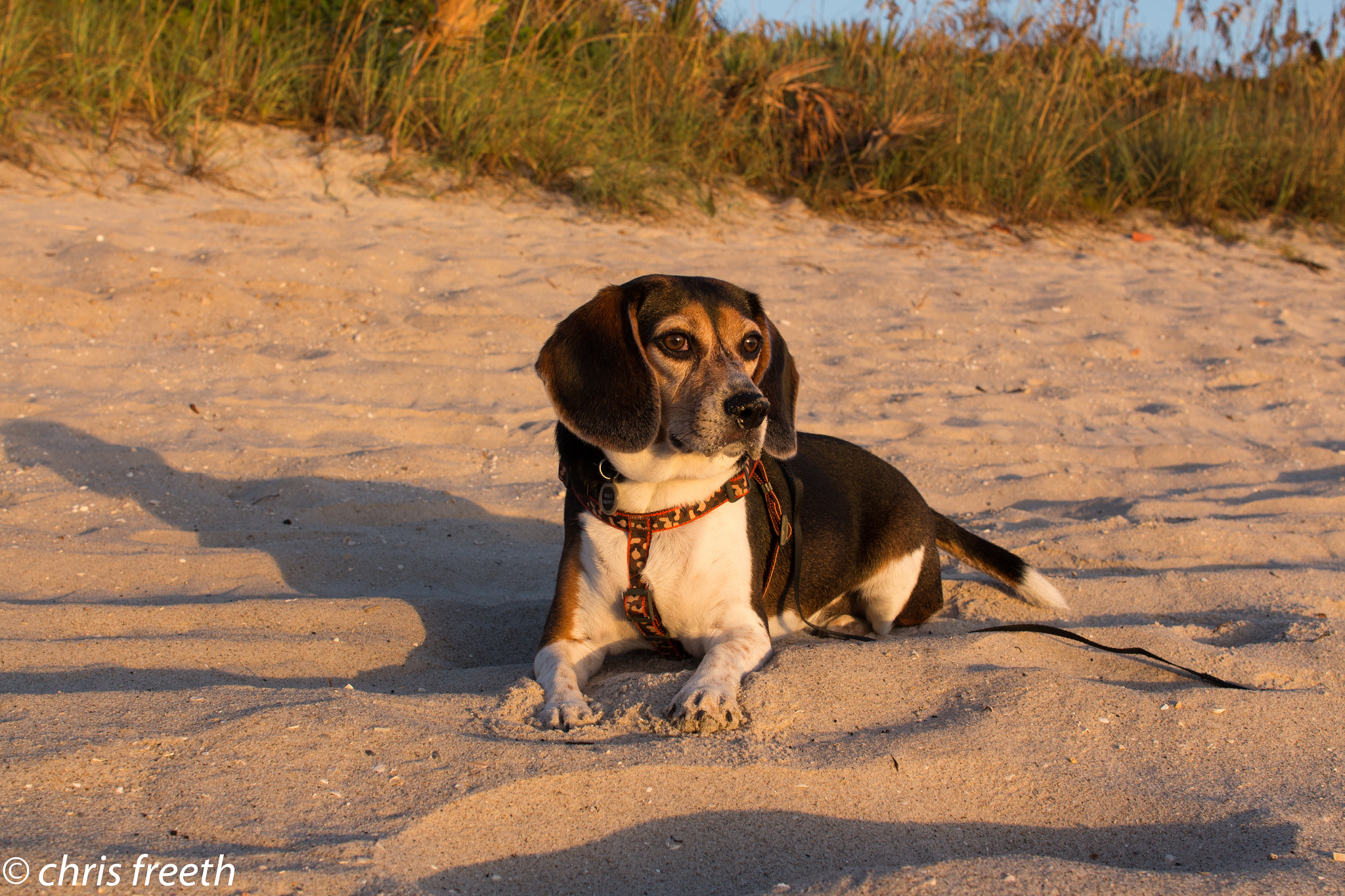 Sigma 30mm F1.4 EX DC HSM sample photo. Just laying on the beach looking at the sunrise photography