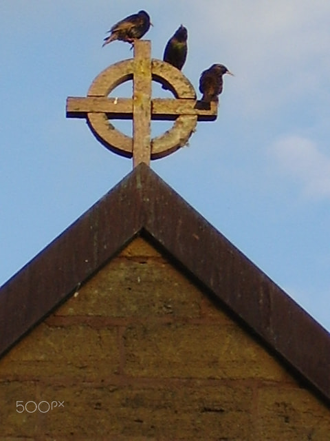 Olympus FE110,X705 sample photo. Birds on church photography