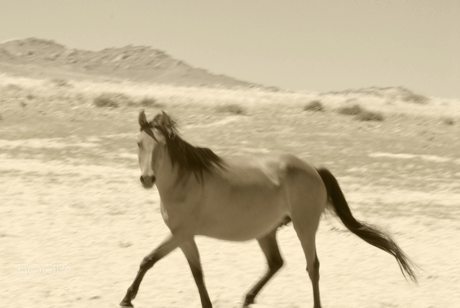 Nikon D200 + Tamron SP 70-300mm F4-5.6 Di VC USD sample photo. Wild horse, namib desert i photography