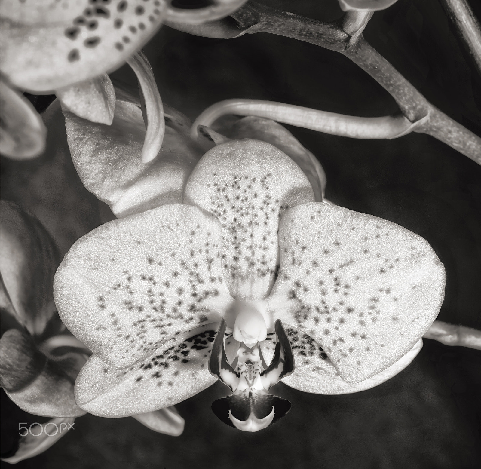 smc PENTAX-FA 645 Macro 120mm F4 sample photo. "phalaenopsis orchid, pahrump, nv" photography