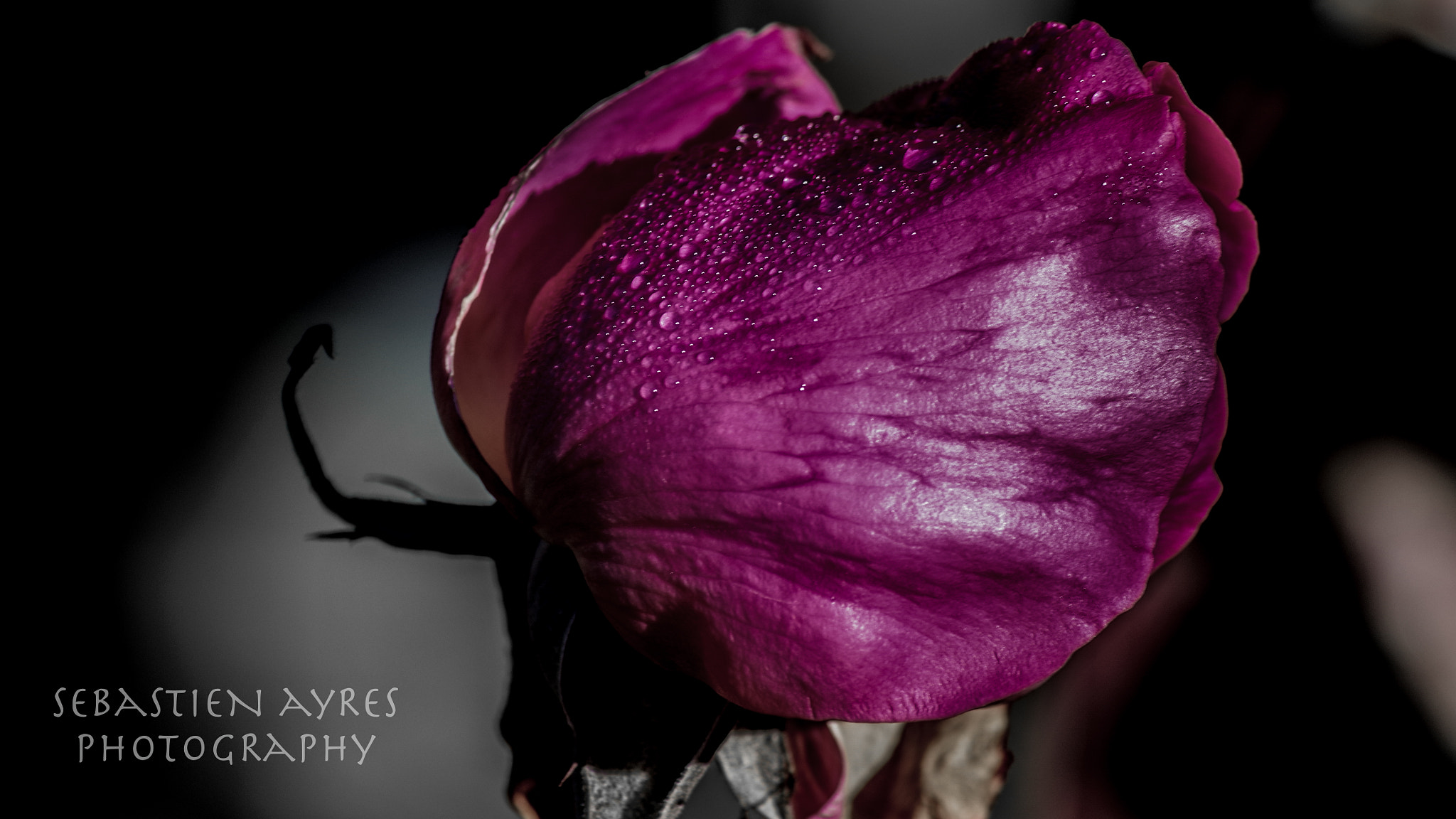 Tamron AF 70-300mm F4-5.6 Di LD Macro sample photo. Morning rose photography