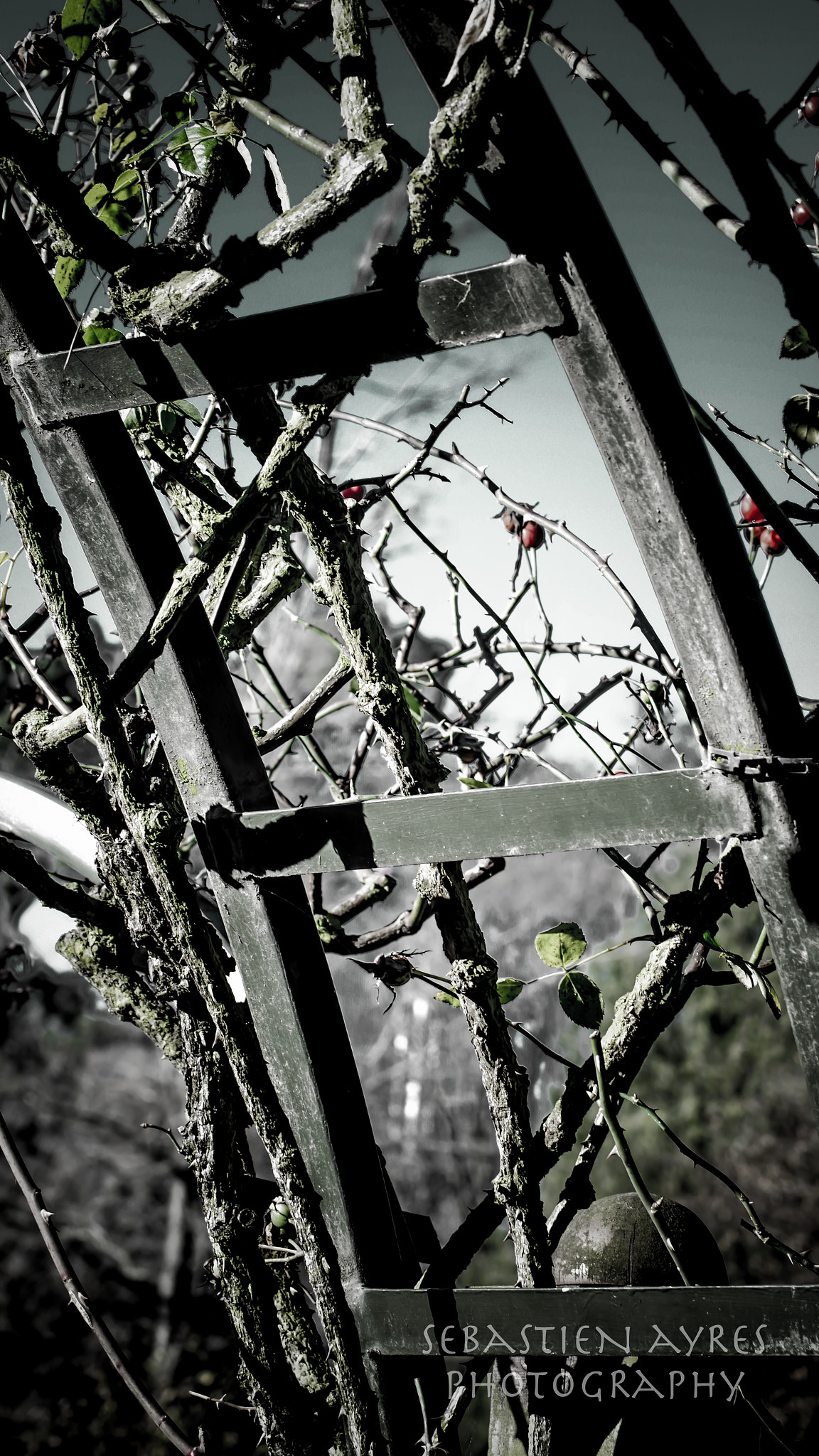 Pentax K-S2 sample photo. A forest of thorns 1 photography