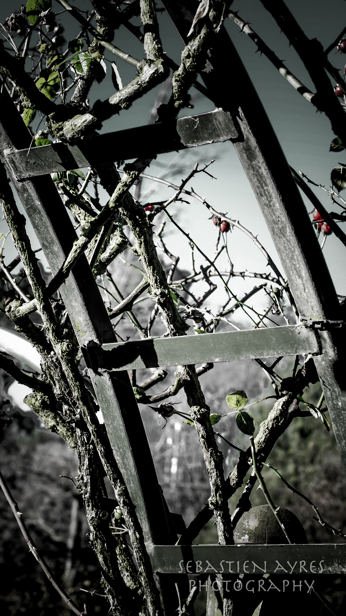 Pentax K-S2 + Tamron AF 70-300mm F4-5.6 Di LD Macro sample photo. A forest of thorns 1 photography