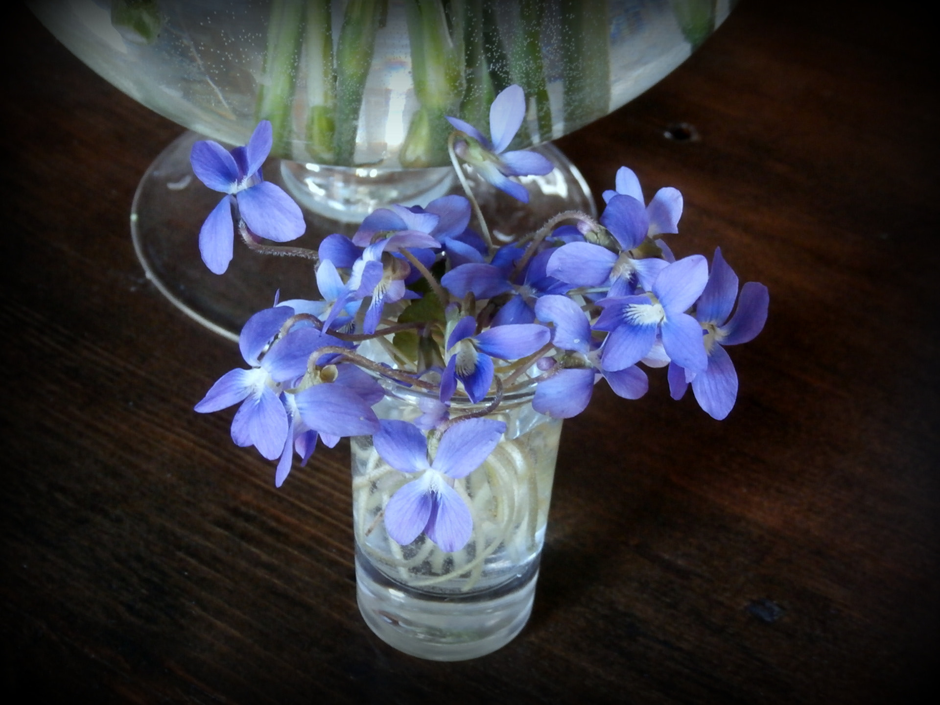 Olympus SZ-15,DZ-100 sample photo. Sweet violets photography