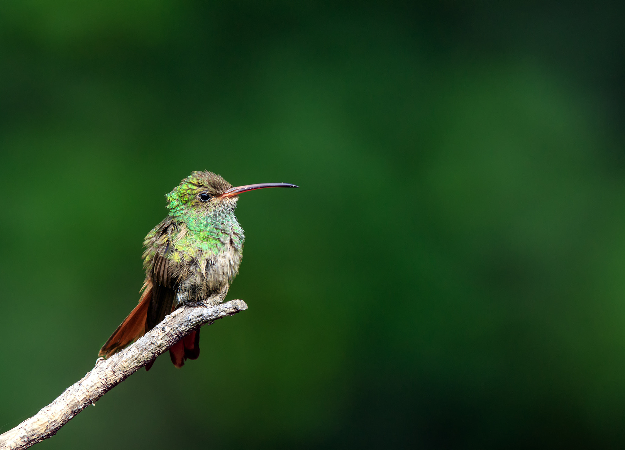 Canon EF 600mm f/4L IS sample photo. Amazilia tzacatl photography