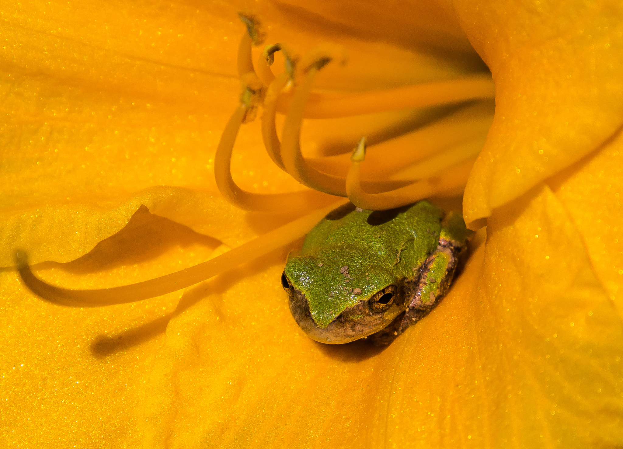 Canon EOS 100D (EOS Rebel SL1 / EOS Kiss X7) sample photo. Flower frog photography