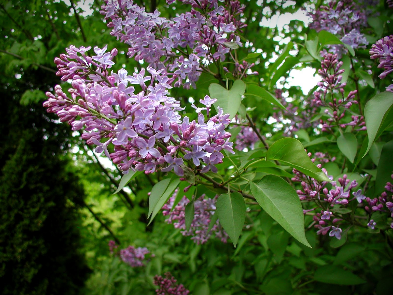 Olympus C3000Z sample photo. Springtime lilacs photography