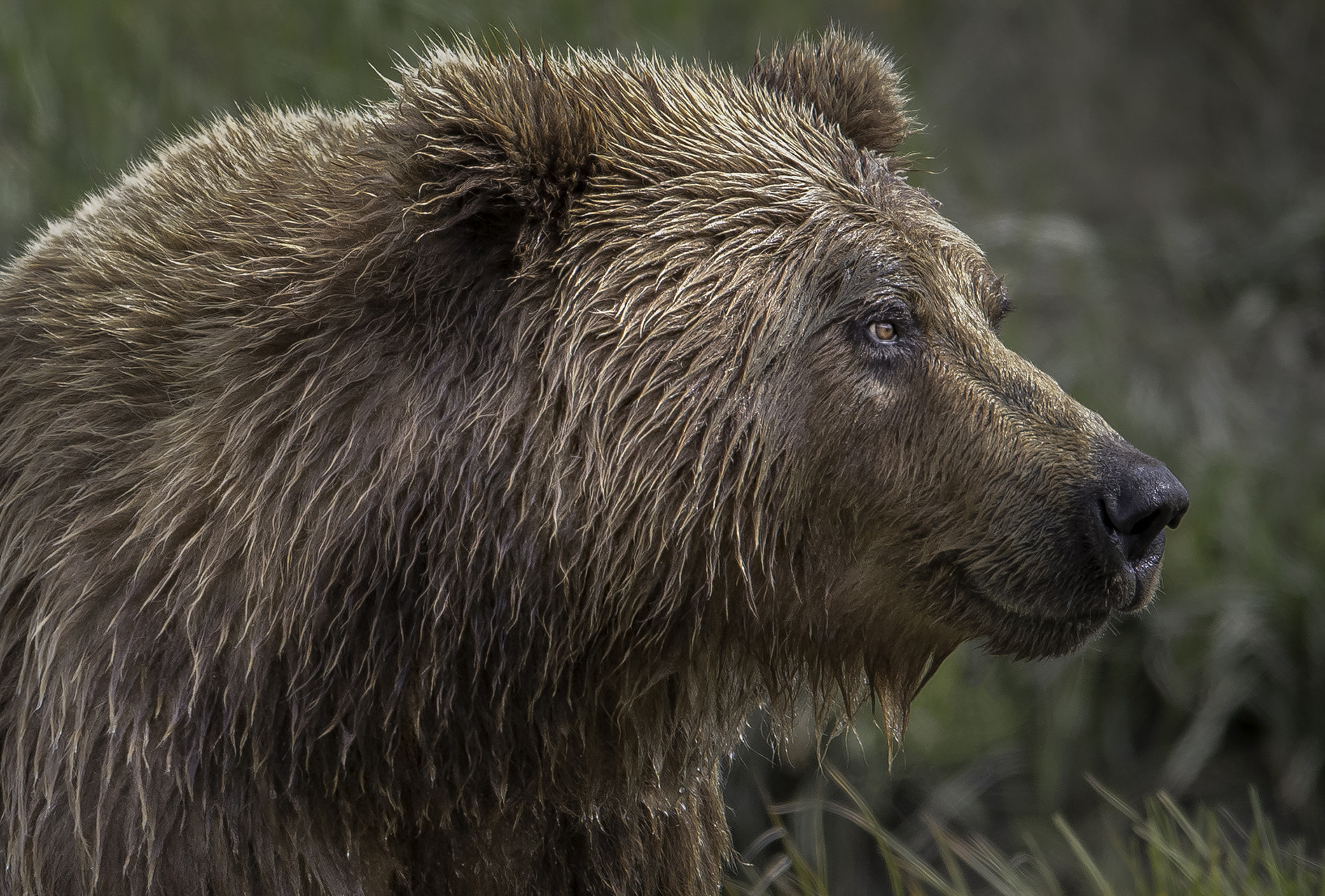Canon EF 200-400mm F4L IS USM Extender 1.4x sample photo. Portrait of a bear photography