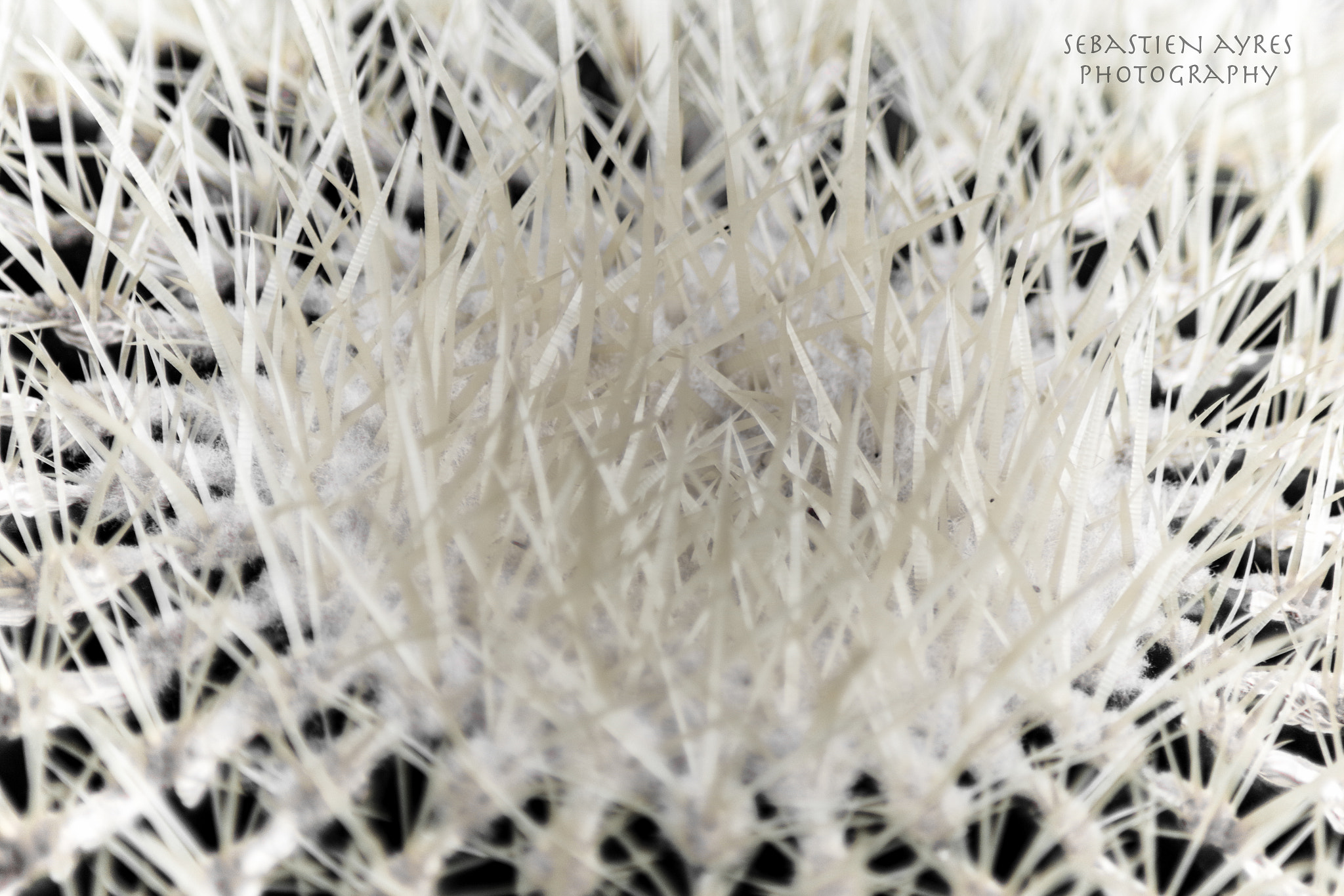 Tamron AF 70-300mm F4-5.6 Di LD Macro sample photo. Spines photography