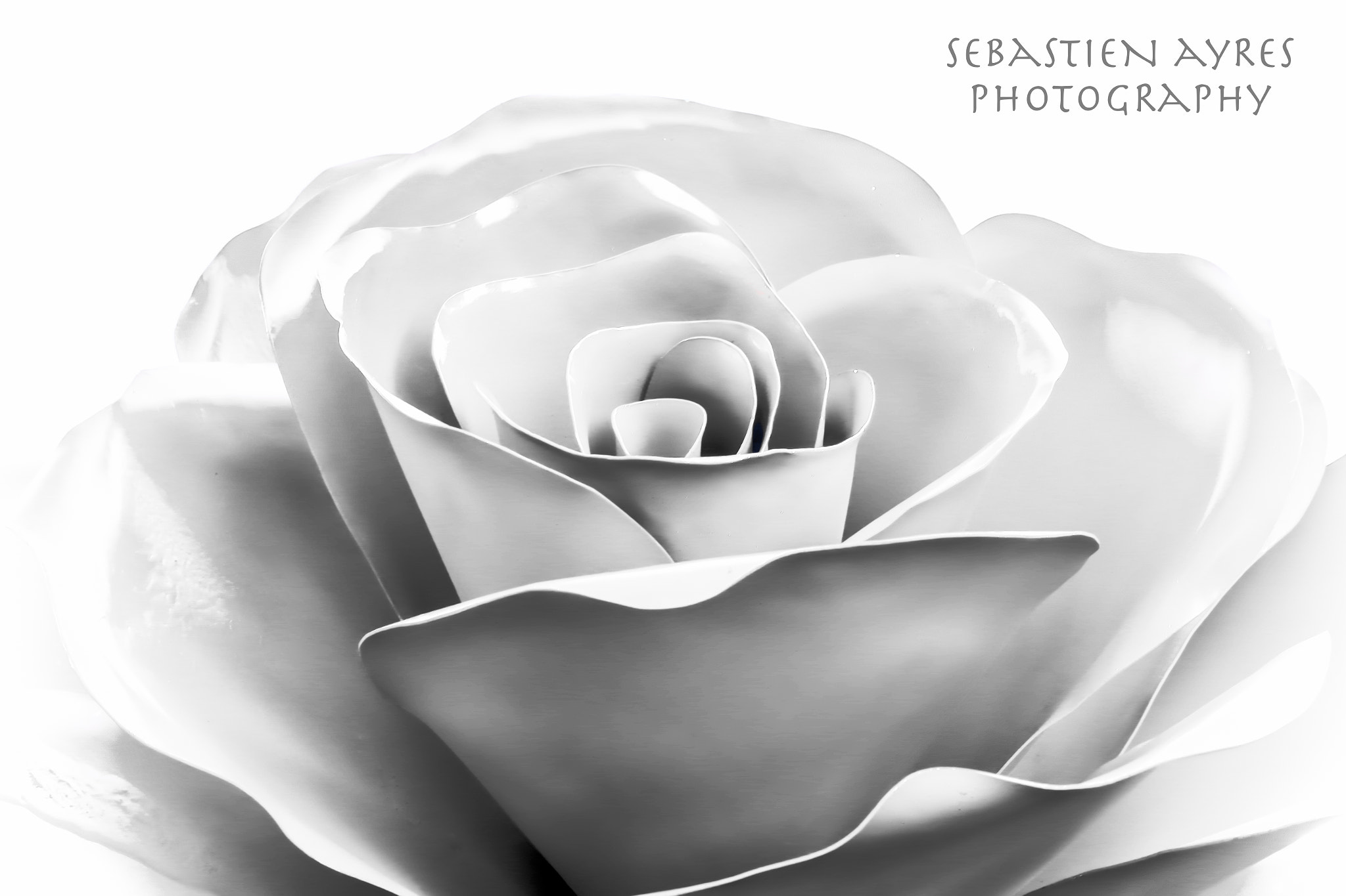 Tamron AF 70-300mm F4-5.6 Di LD Macro sample photo. Metallic rose photography