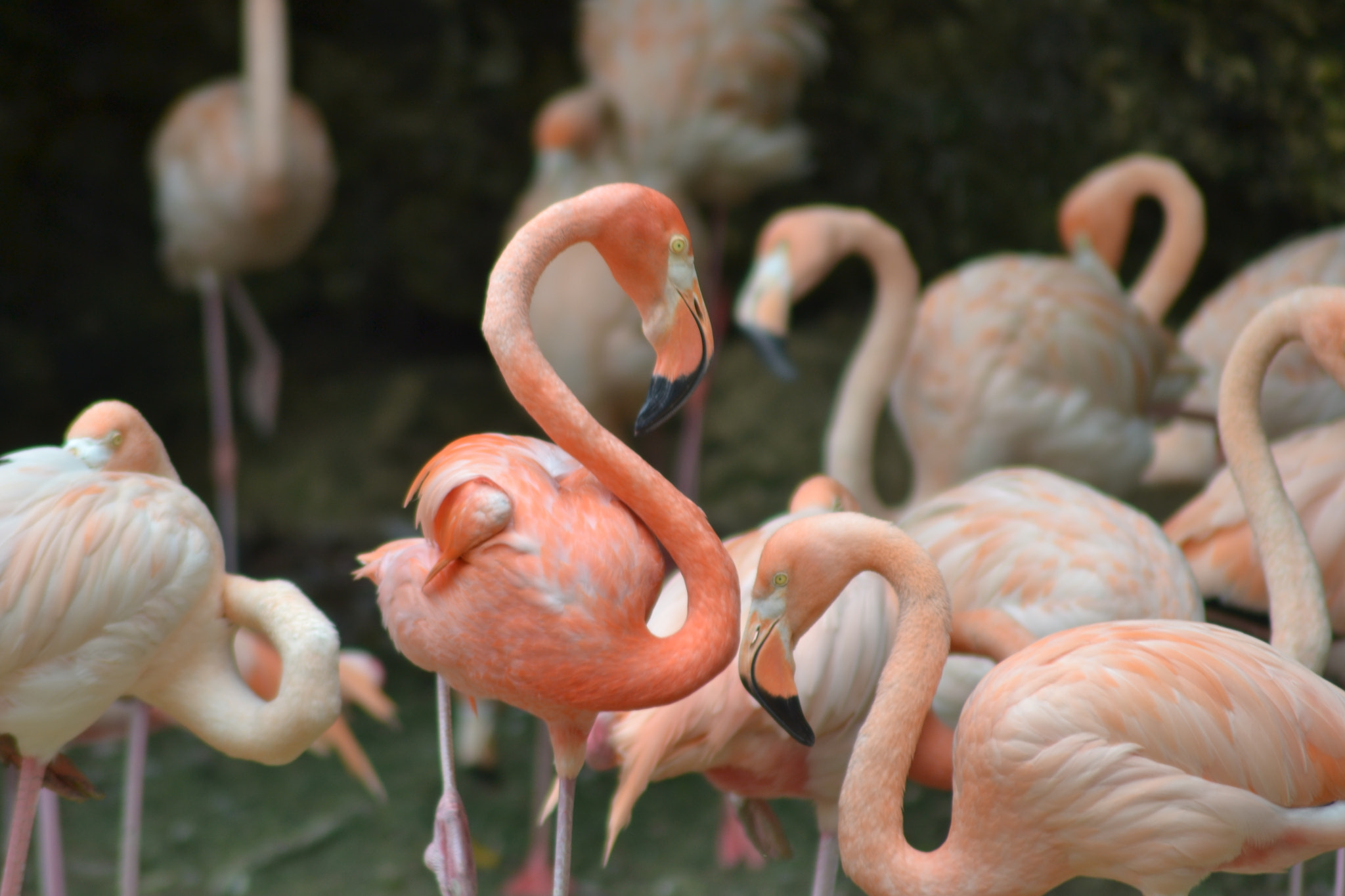 Nikon AF Nikkor 70-300mm F4-5.6G sample photo. The flamingo... photography