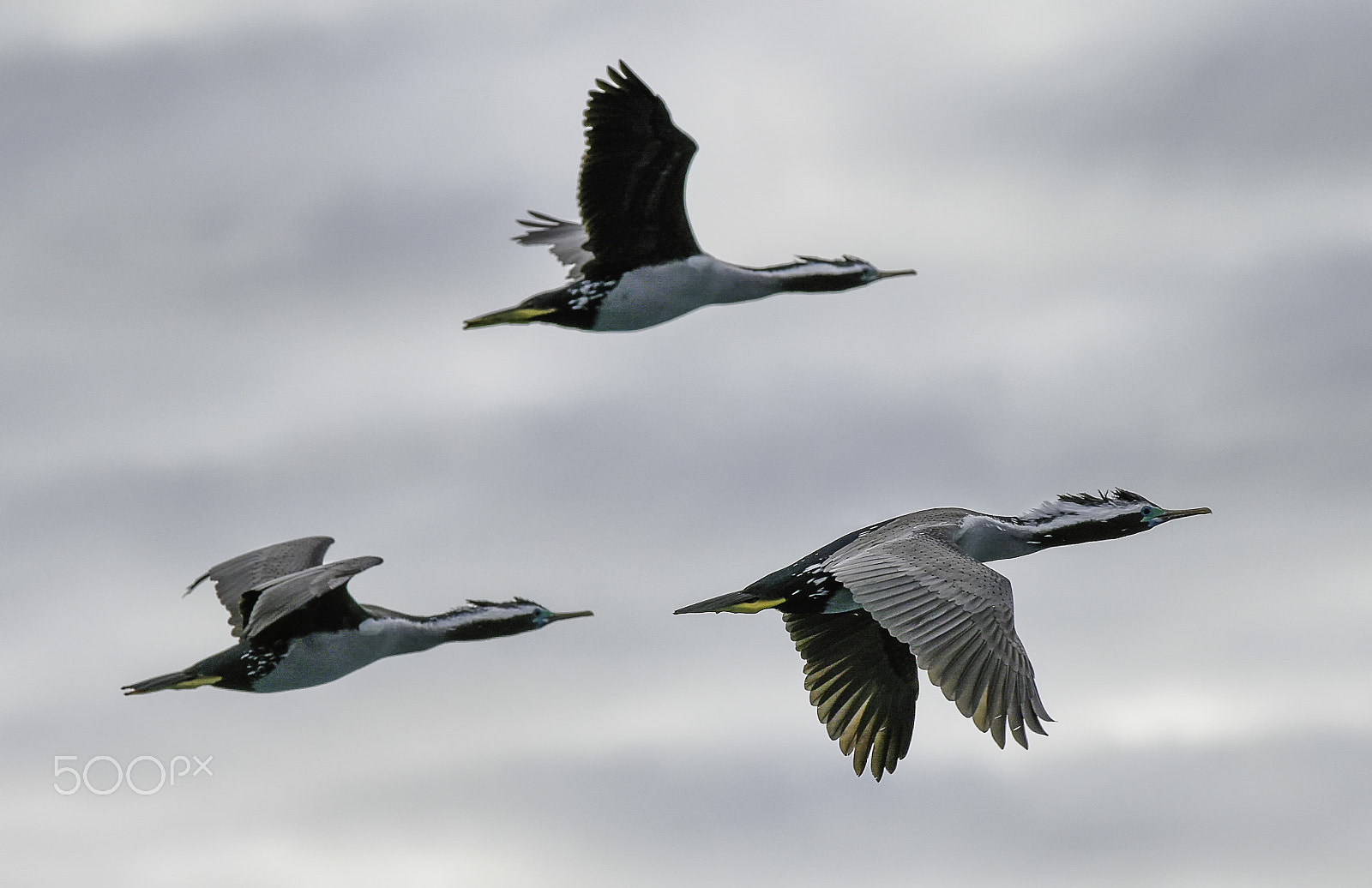AF-S Zoom-Nikkor 80-200mm f/2.8D IF-ED sample photo. Spotted shags photography