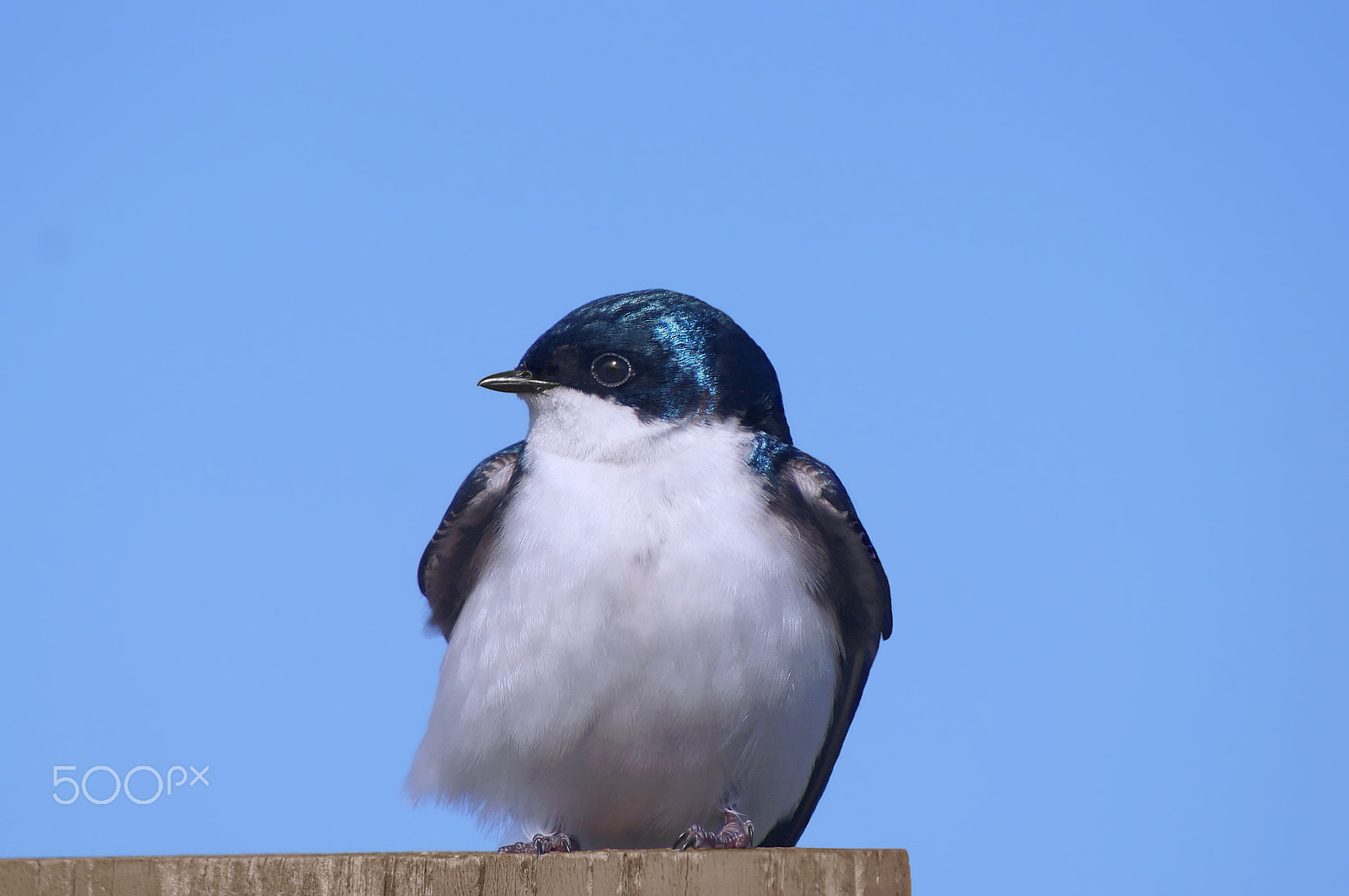Sony 75-300mm F4.5-5.6 sample photo. Tree swallow photography