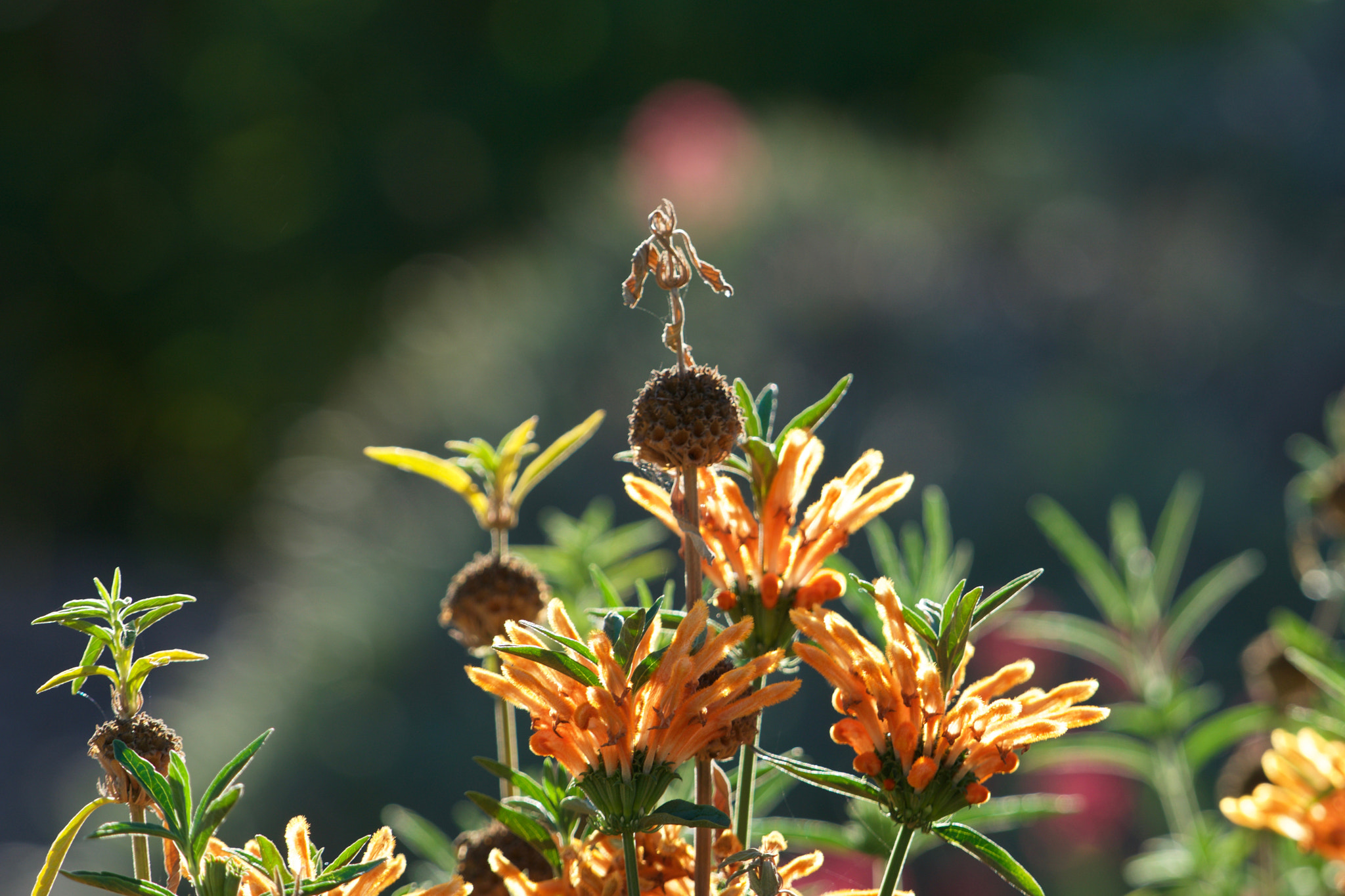 Sony a6000 + Sony FE 70-200mm F4 G OSS sample photo. Lion's tail photography