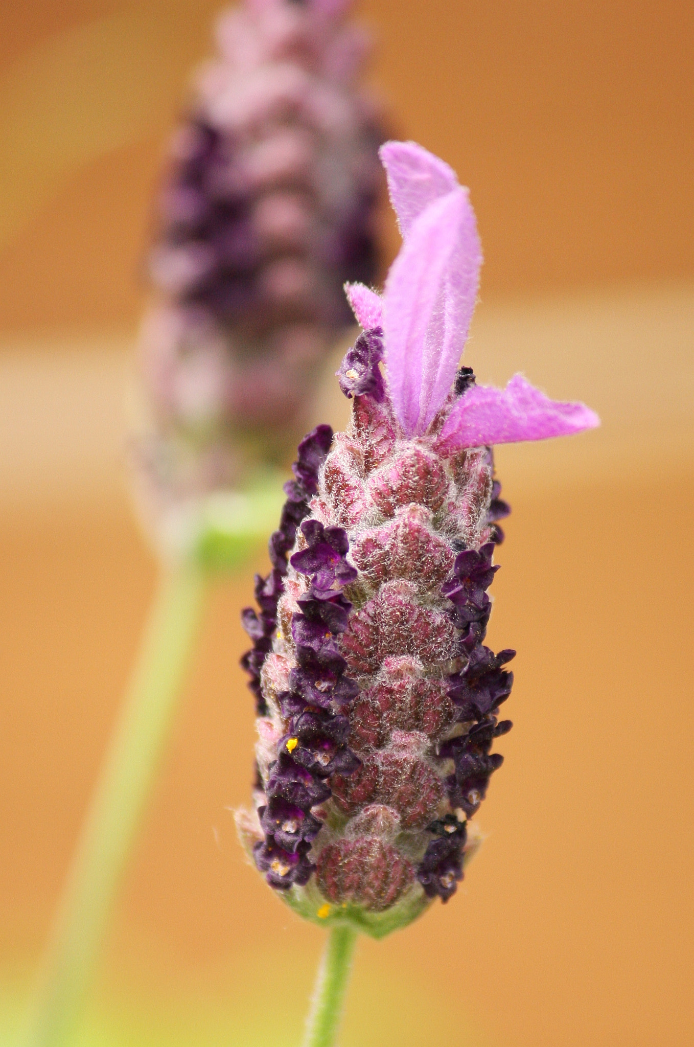 Canon EOS 40D + Canon EF-S 55-250mm F4-5.6 IS II sample photo. Lavender photography