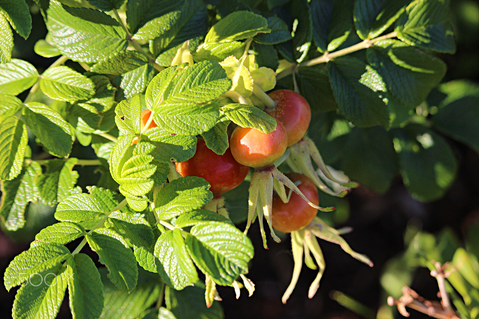 Canon EOS 600D (Rebel EOS T3i / EOS Kiss X5) + 55.0 - 250.0 mm sample photo. Wild red fruit photography