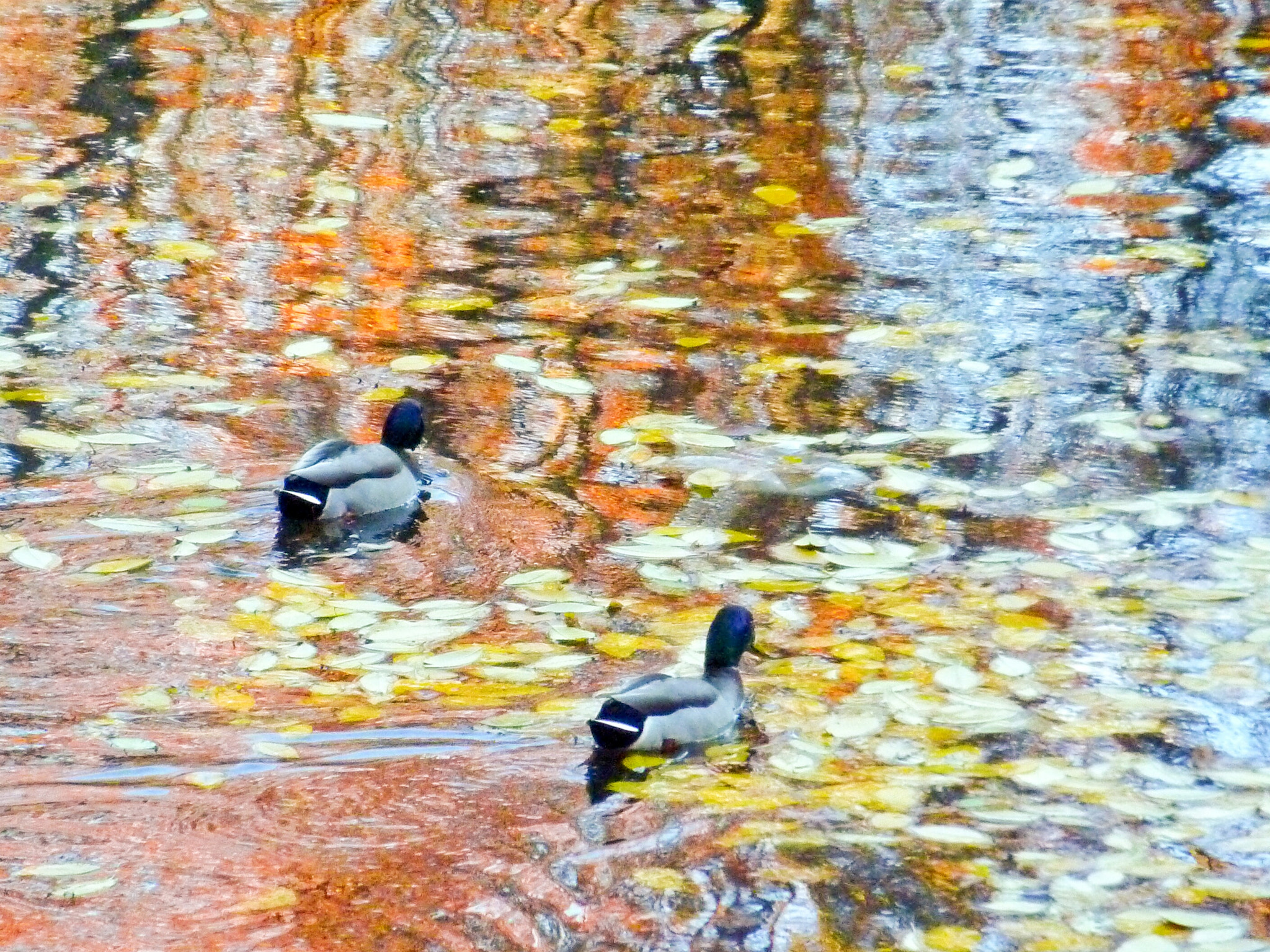 Panasonic DMC-ZS3 sample photo. Autumn leaves photography