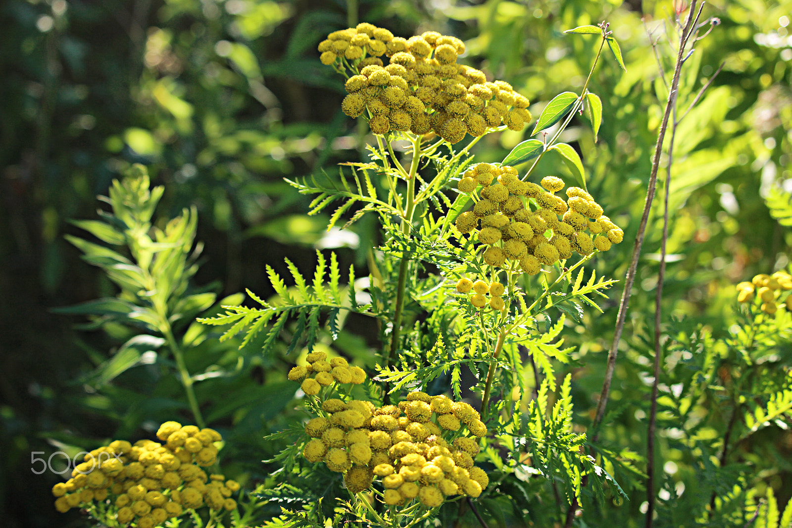 Canon EOS 600D (Rebel EOS T3i / EOS Kiss X5) + 55.0 - 250.0 mm sample photo. Yellow buds photography