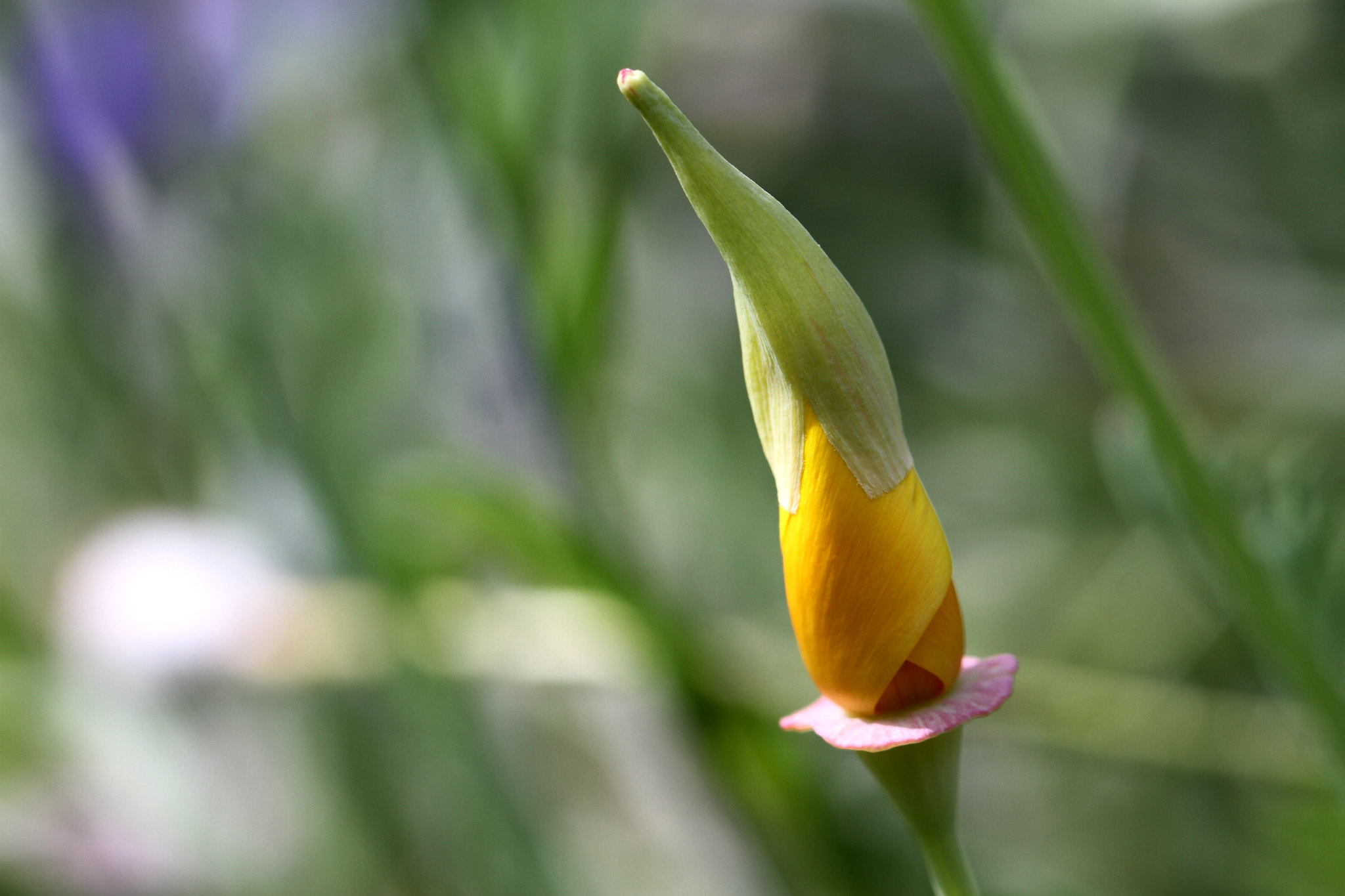 Canon EF 100mm F2.8L Macro IS USM sample photo. Upside down photography
