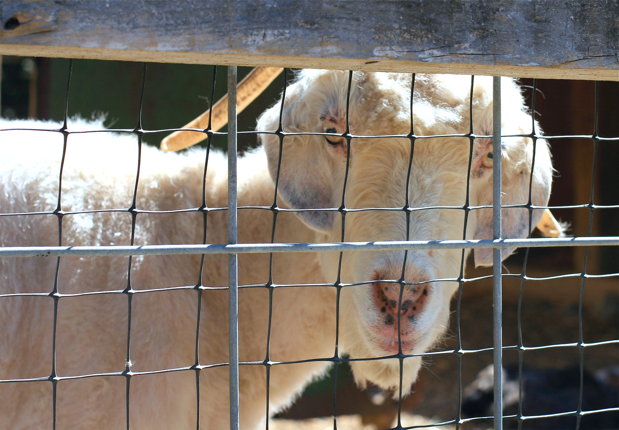 Canon EF 50mm F1.4 USM sample photo. Goat photography