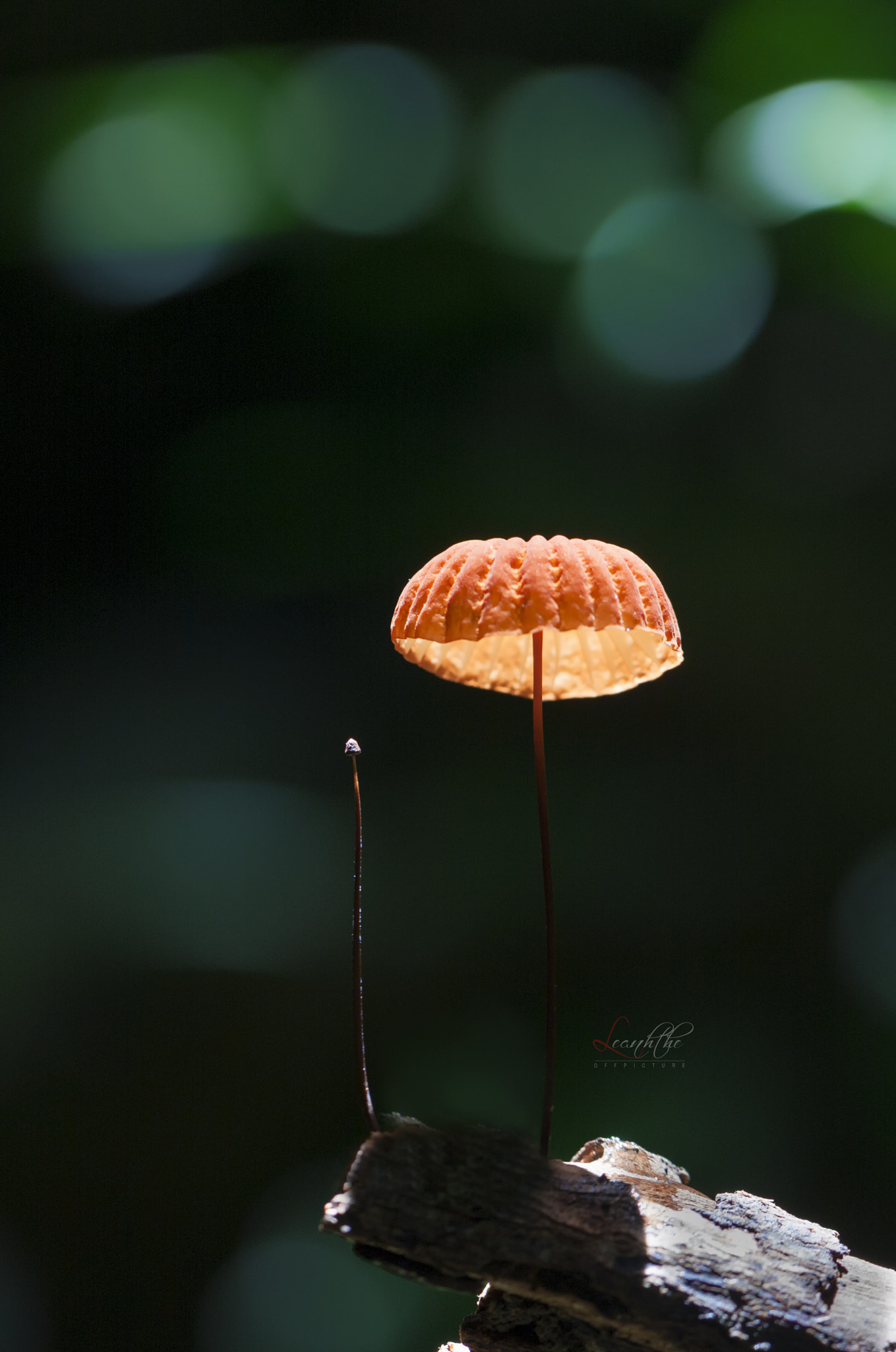 Canon EOS 40D + Canon EF 100mm F2.8L Macro IS USM sample photo. The umbrella of the sun photography