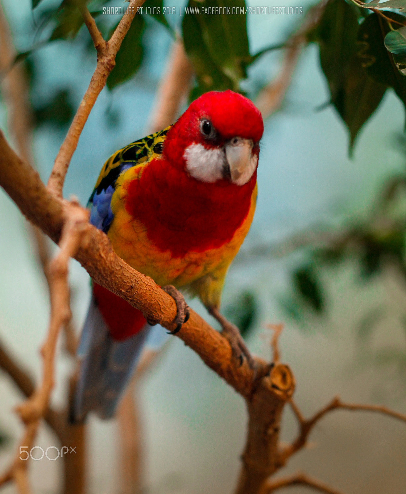 Canon EOS 1100D (EOS Rebel T3 / EOS Kiss X50) + Canon EF 50mm F1.8 II sample photo. The eastern rosella photography