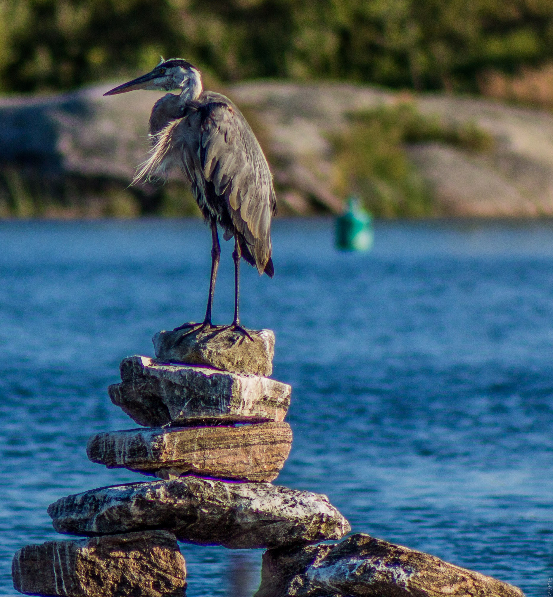 Canon EF 75-300mm f/4-5.6 USM sample photo. Crane on the rocks photography