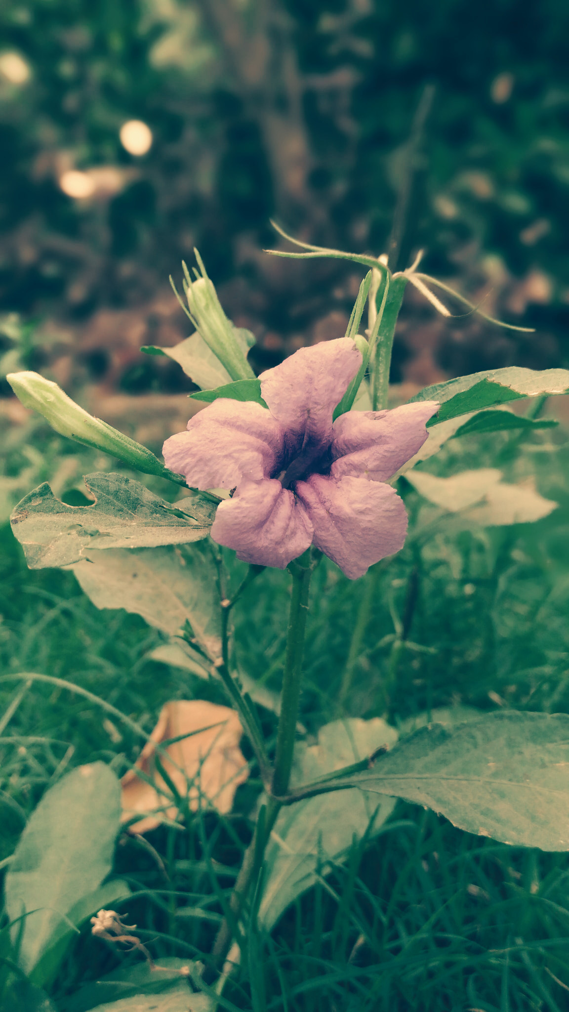 ASUS ZenFone Max (ZC550KL) sample photo
