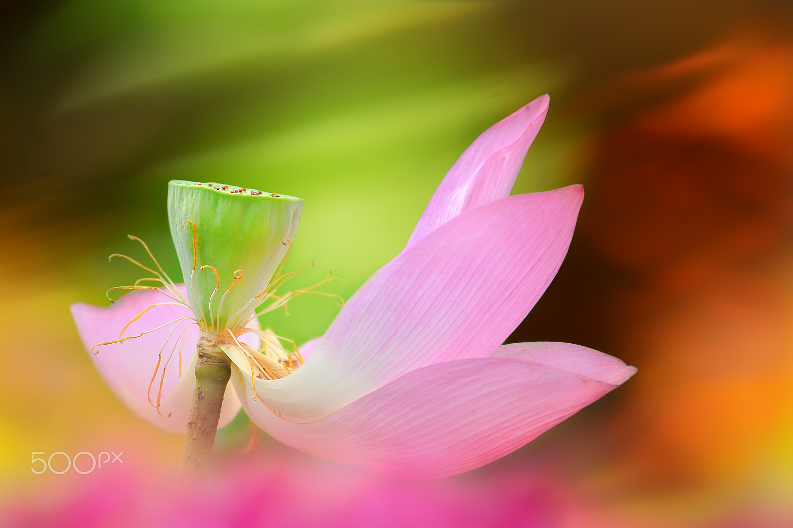 Canon EF 300mm F2.8L IS USM sample photo. The withered lotus photography