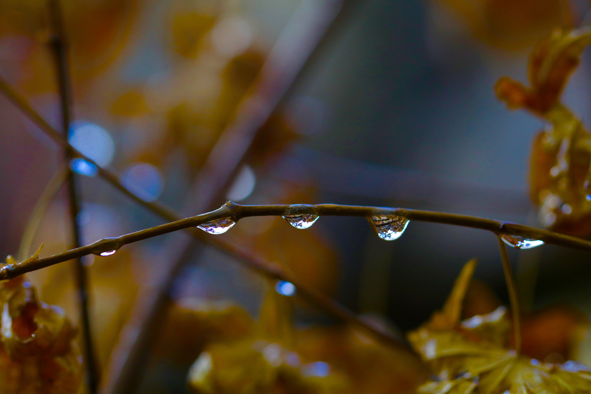 Canon EOS 80D + Canon EF 100mm F2.8L Macro IS USM sample photo. Autumn photography