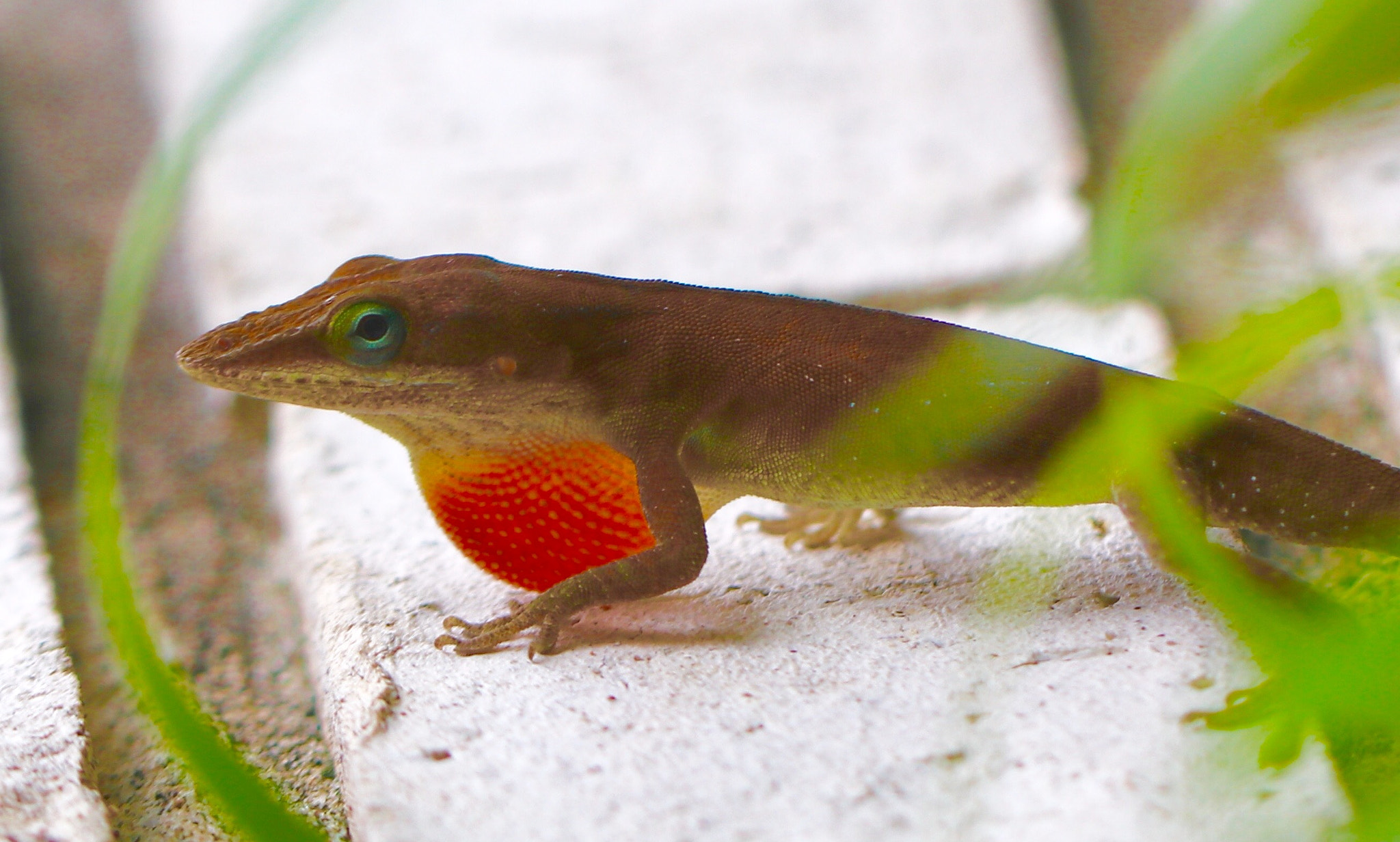 Canon EOS 80D + Canon EF 100mm F2.8L Macro IS USM sample photo. Anole photography