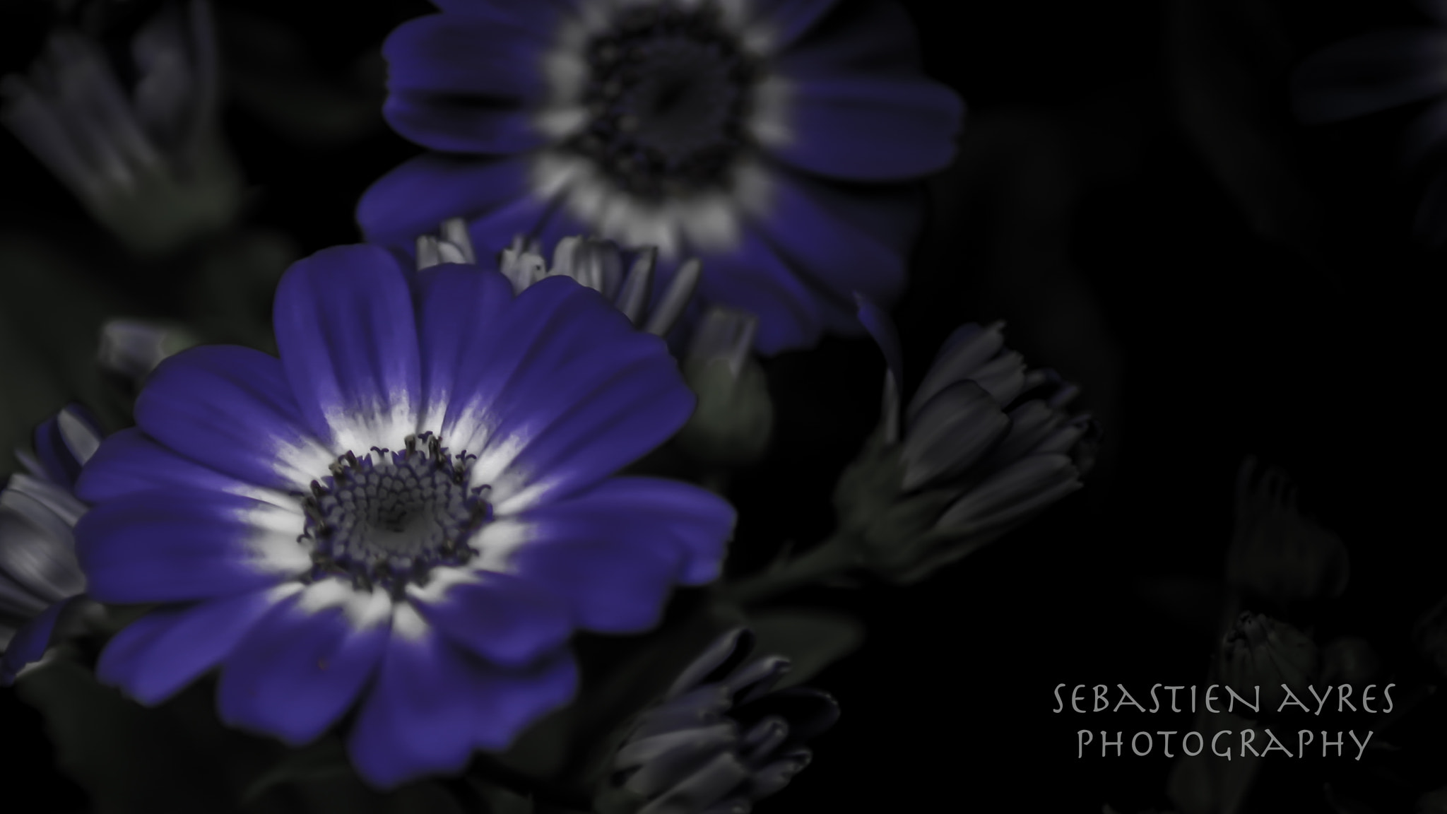 Pentax K-S2 sample photo. Purple photography