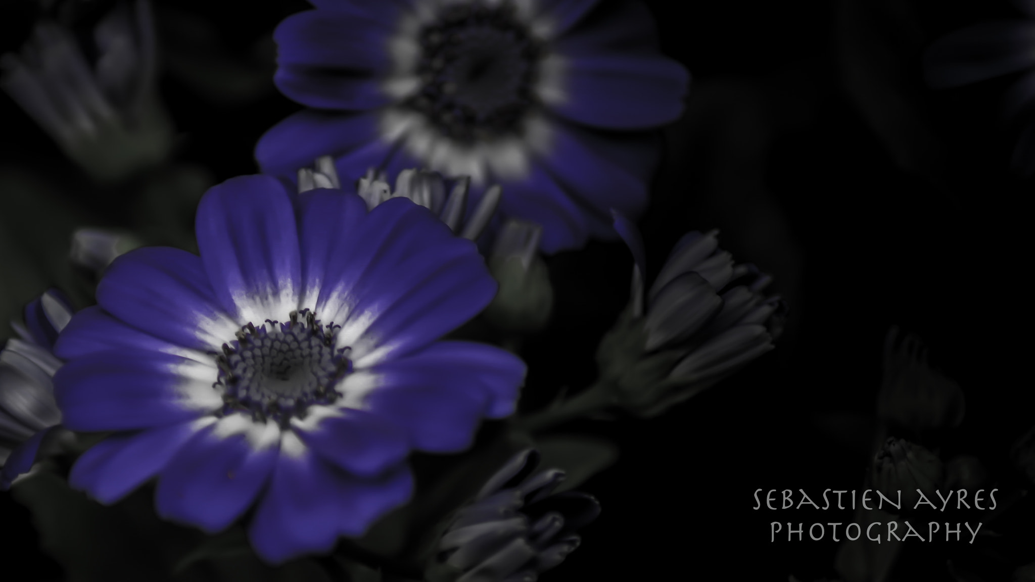 Tamron AF 70-300mm F4-5.6 Di LD Macro sample photo. Purple photography