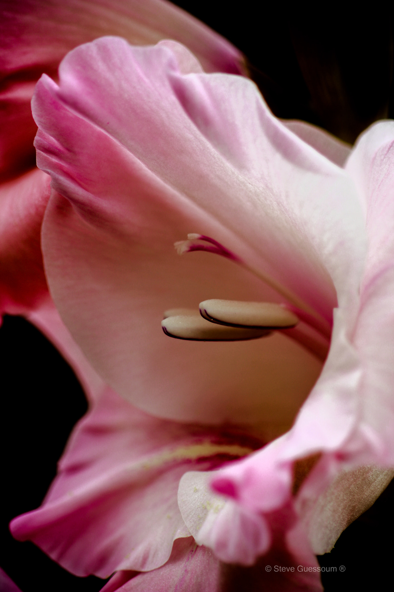Sigma 50mm f/1.4 EX DG HSM + 1.4x sample photo