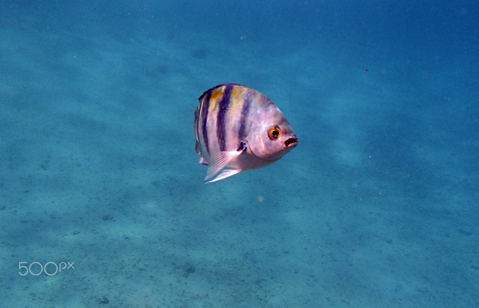 Olympus TG-820 sample photo. Colorful red sea photography