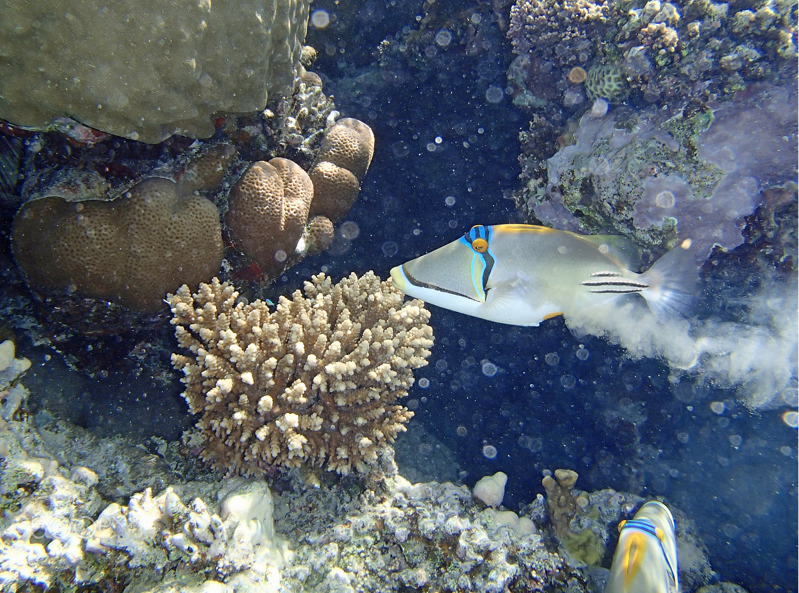 Olympus TG-820 sample photo. Red sea adventure photography