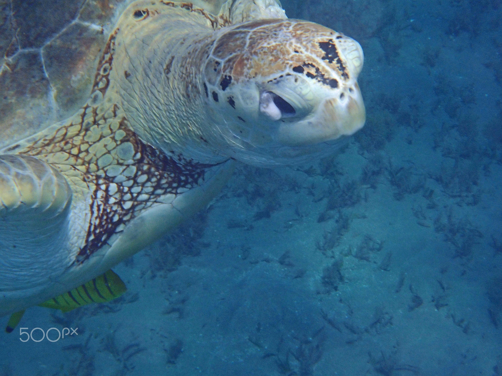 Olympus TG-820 sample photo. Sea turtle photography
