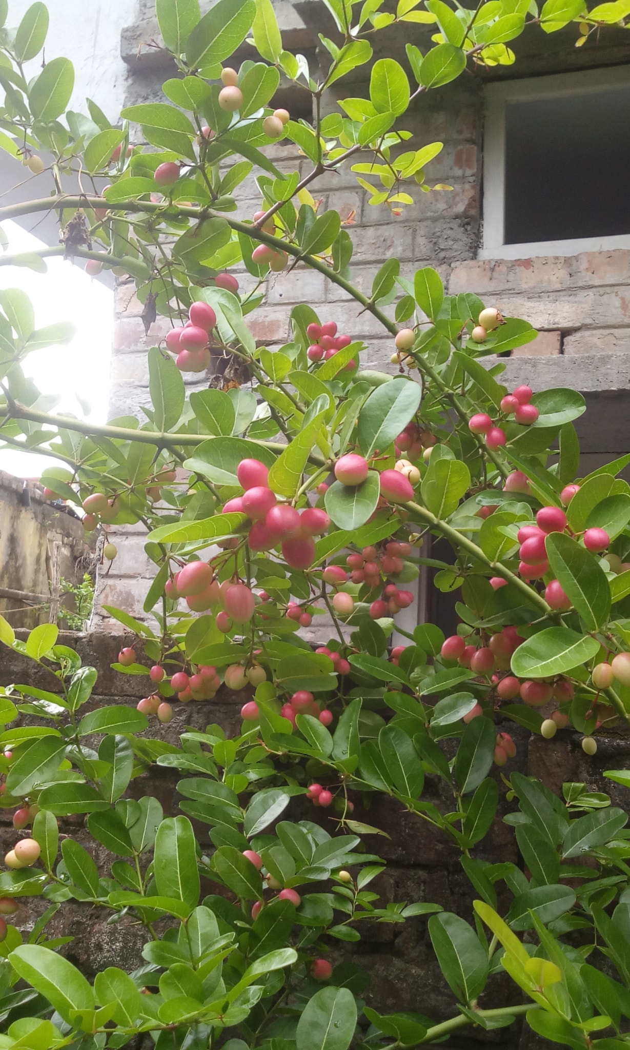 Micromax Canvas A1 sample photo