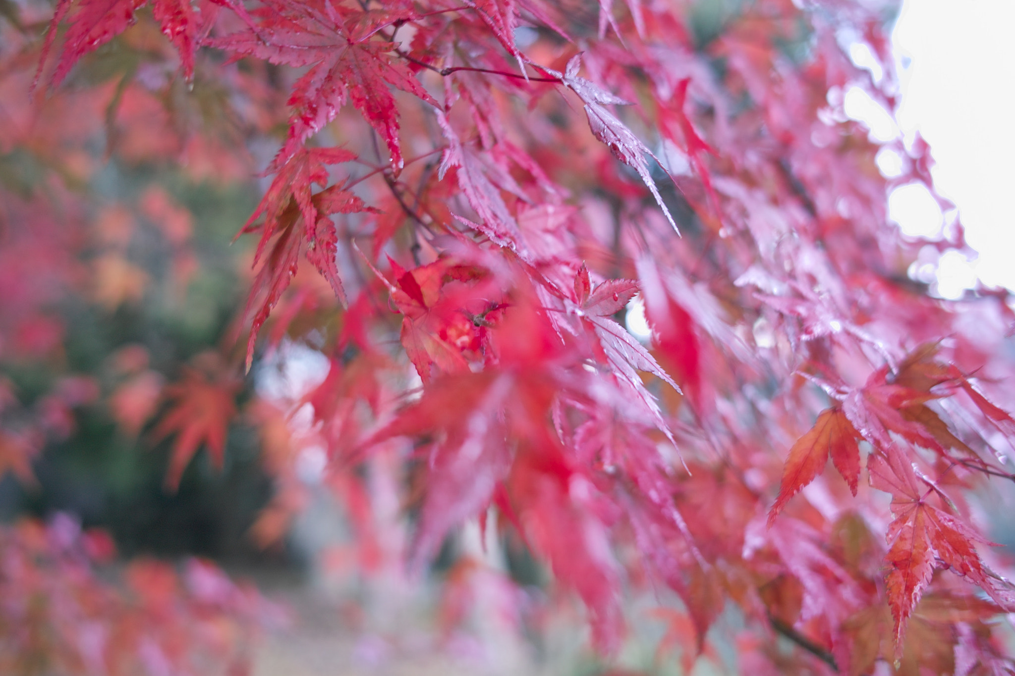 Sigma DP2x sample photo. Red leaves  紅葉 photography