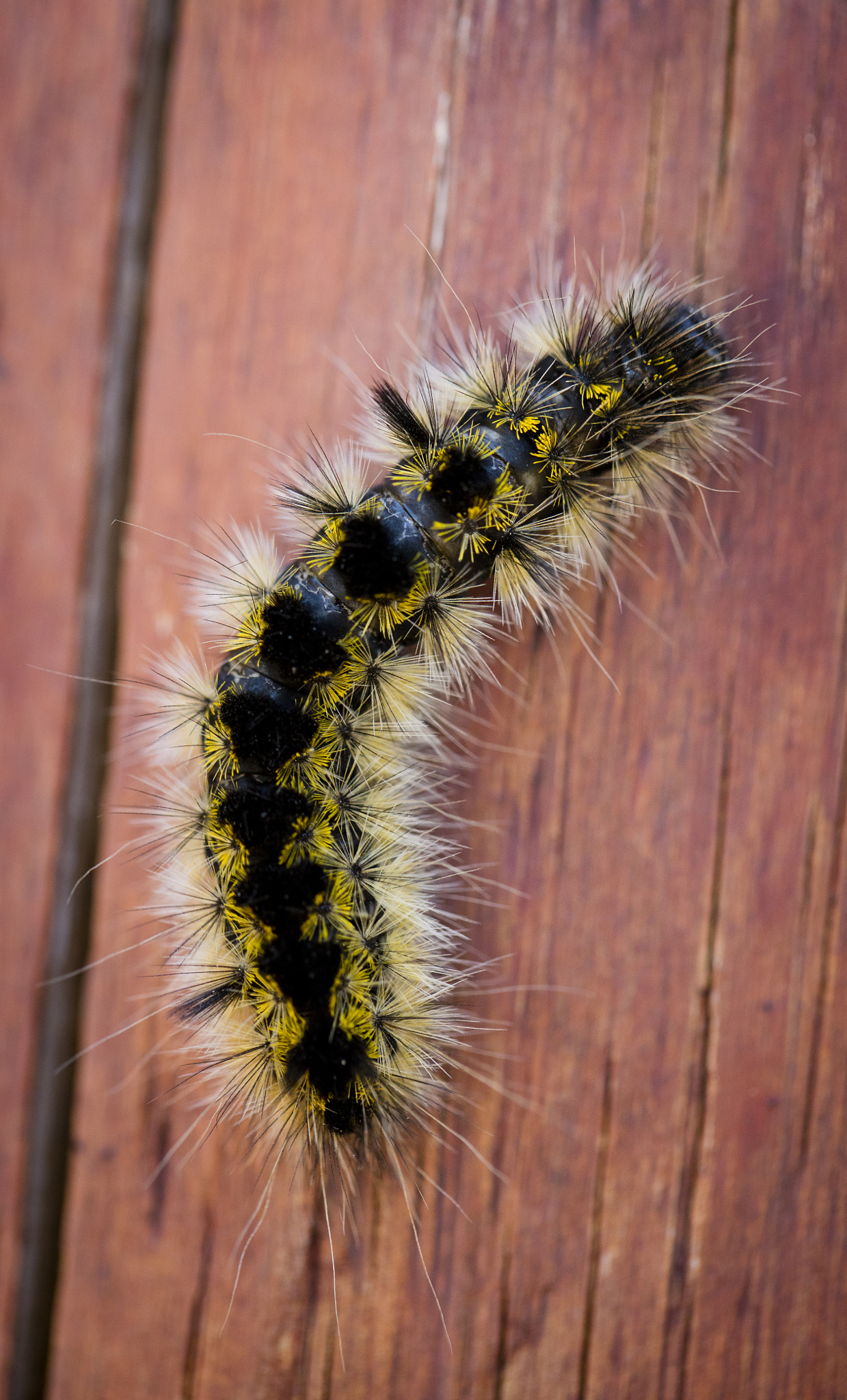Canon EF 100mm F2.8L Macro IS USM sample photo. Caterpillar in ruidoso photography