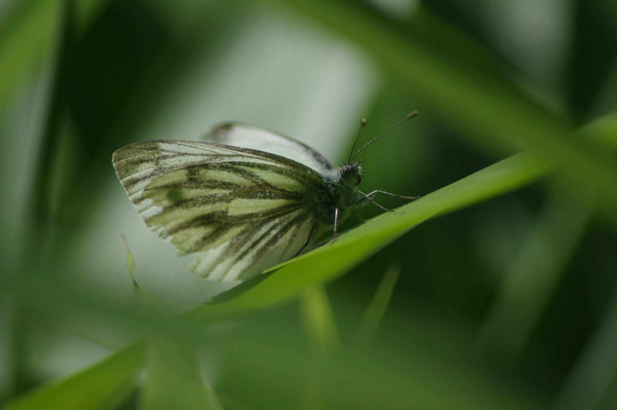 Tamron AF 70-300mm F4-5.6 Di LD Macro sample photo. Just resting photography