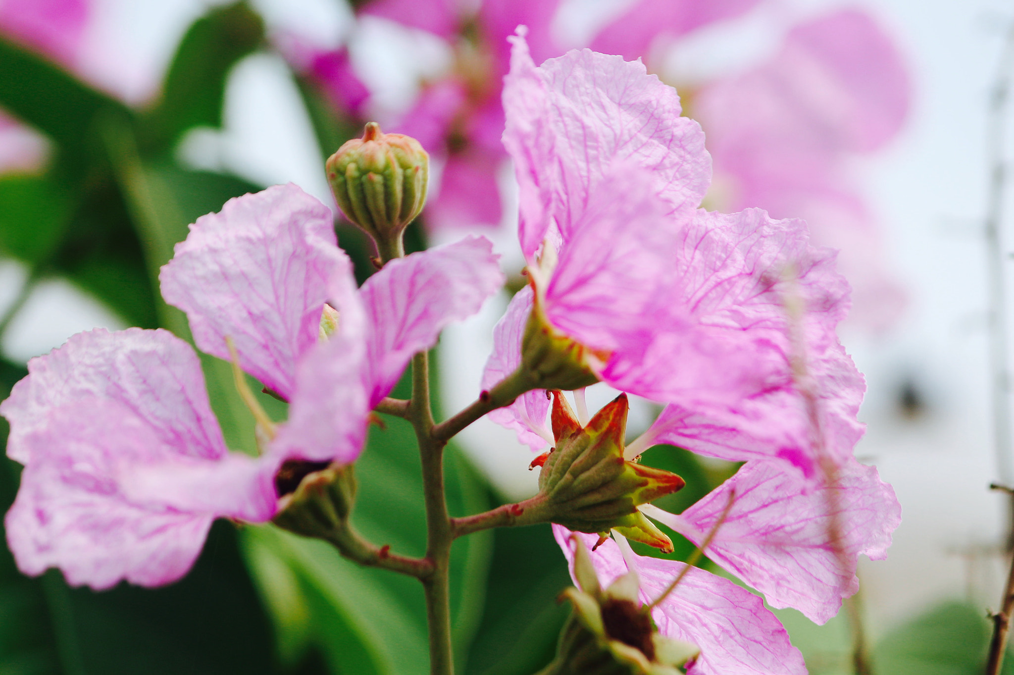 Canon EF-S 55-250mm F4-5.6 IS II sample photo. Amazing pink! photography