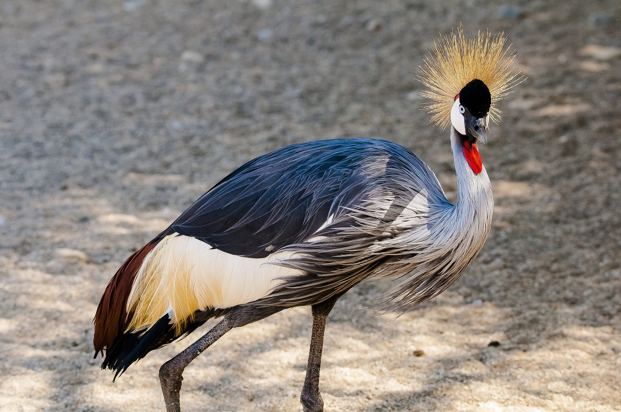Nikon D300S sample photo. Colorful bird photography