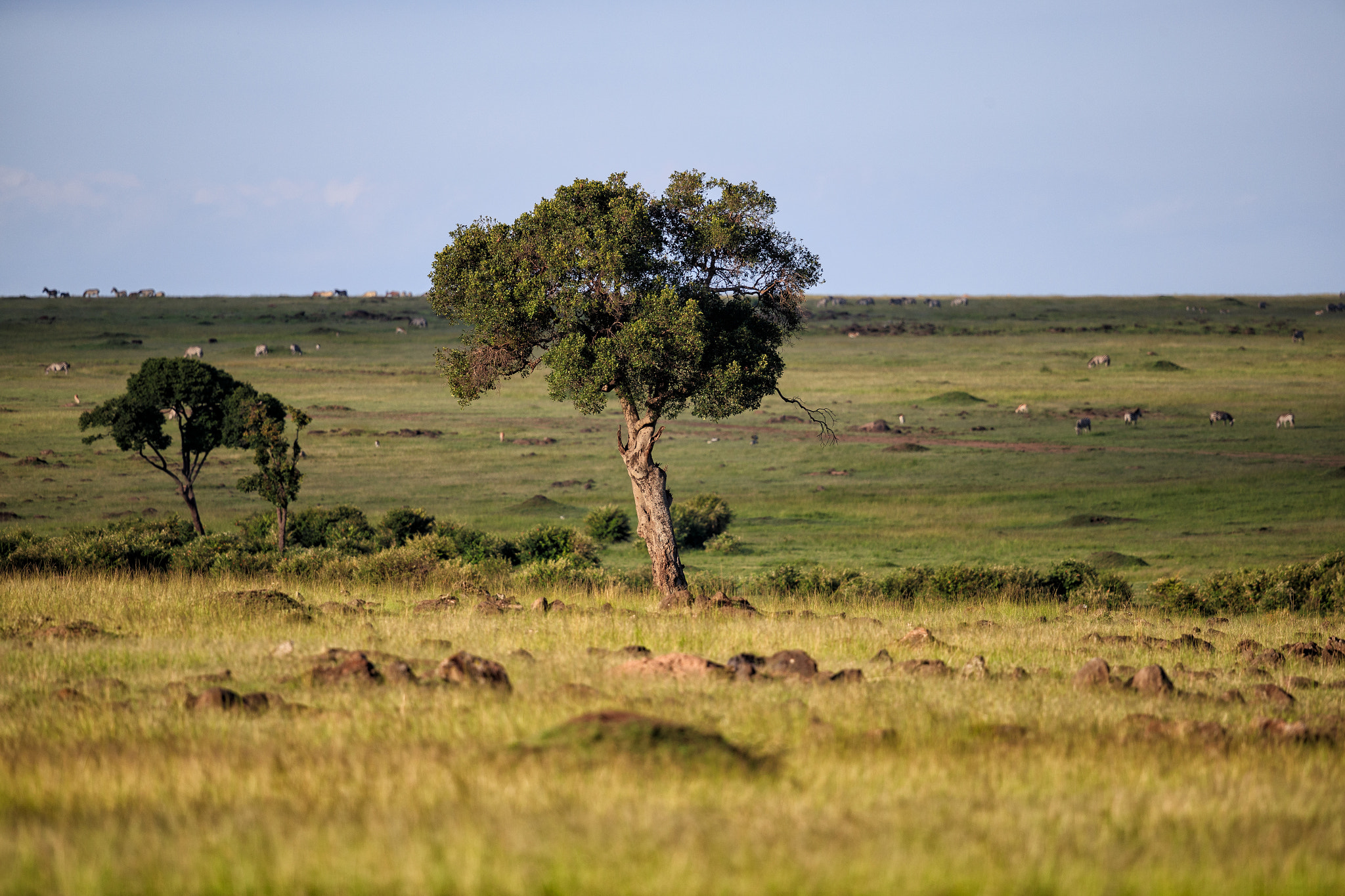 Canon EF 500mm F4L IS II USM sample photo. Fill light photography