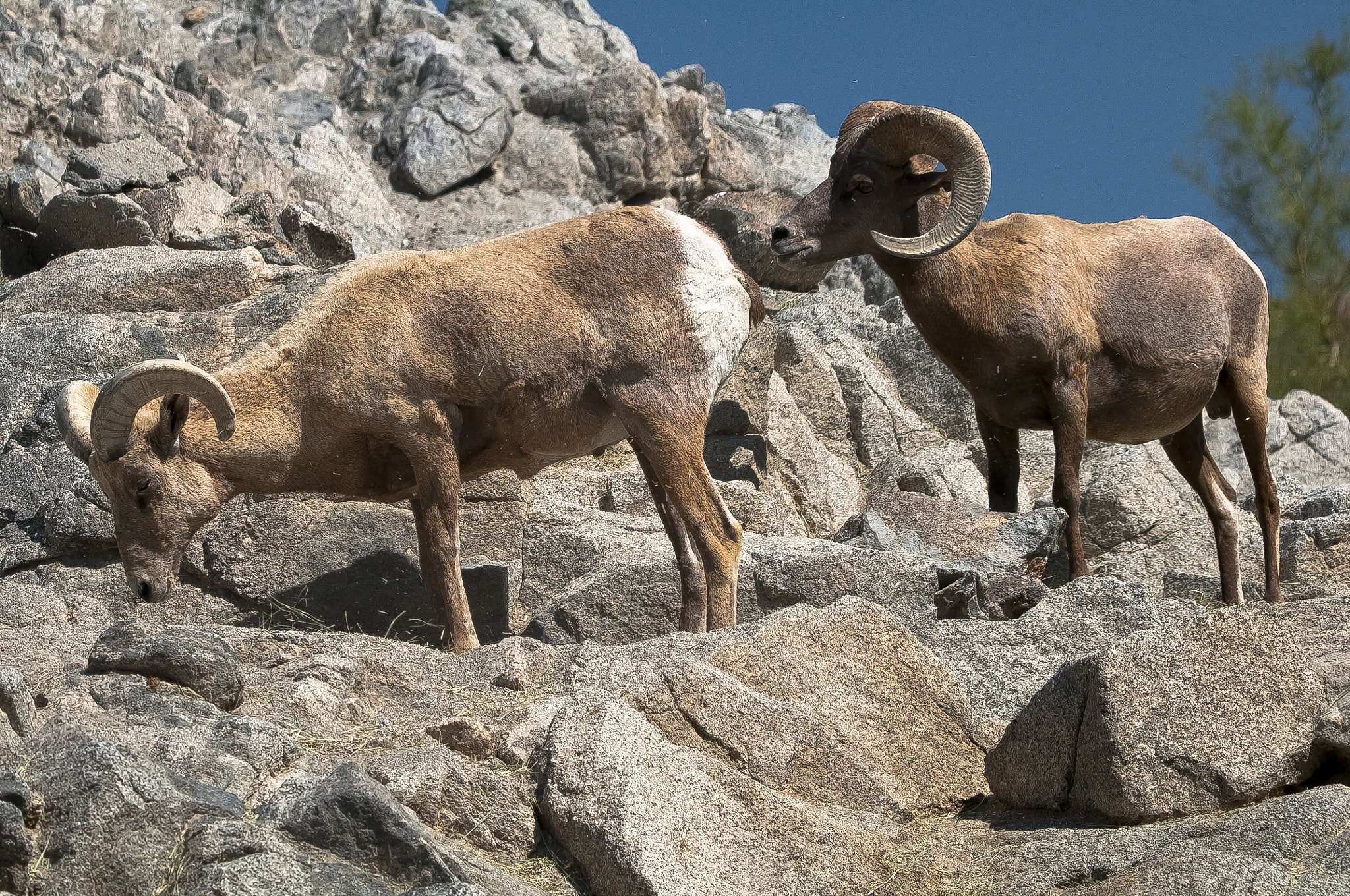 Nikon D300S sample photo. Mountain animals photography