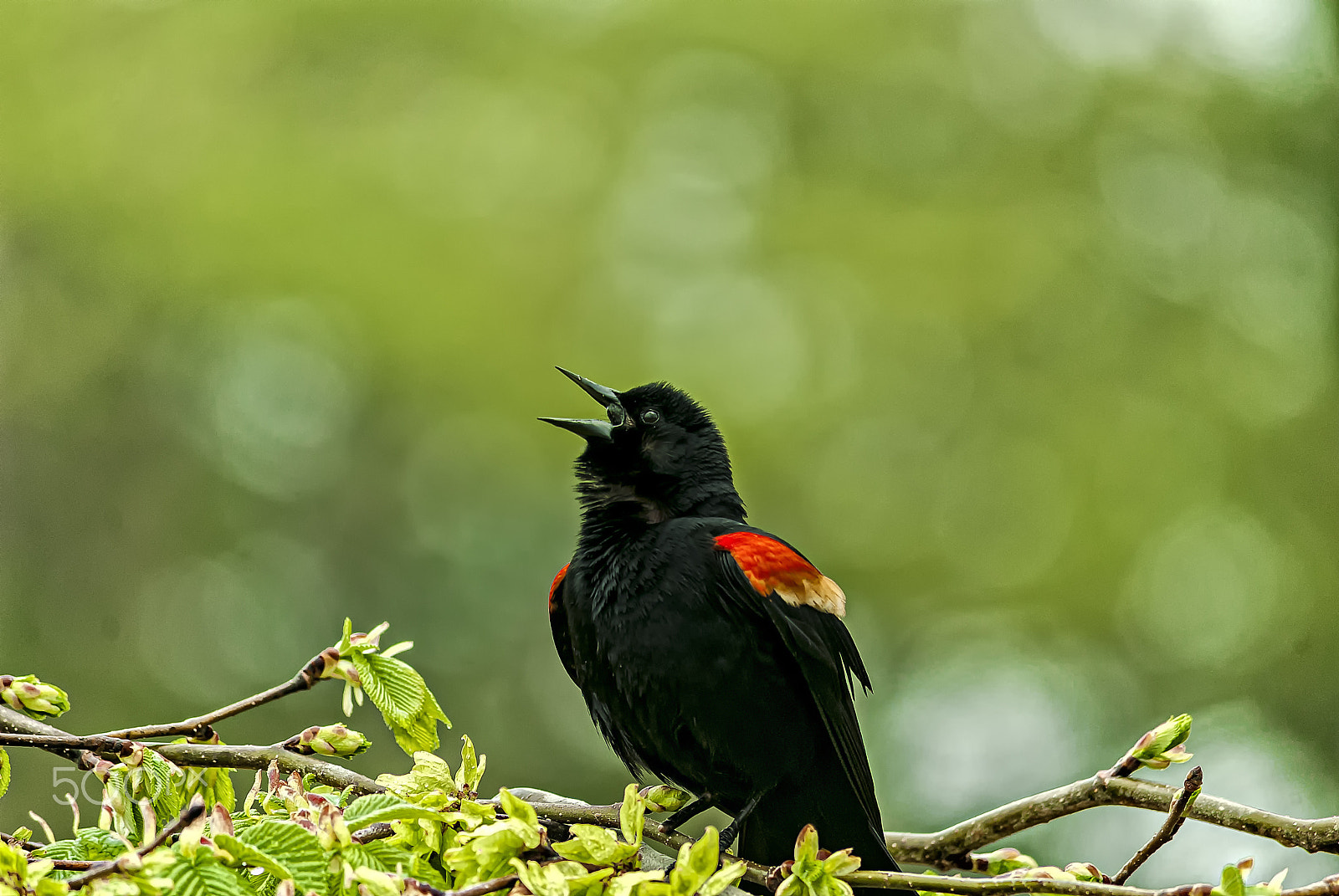 Nikon D200 sample photo. Mating call photography